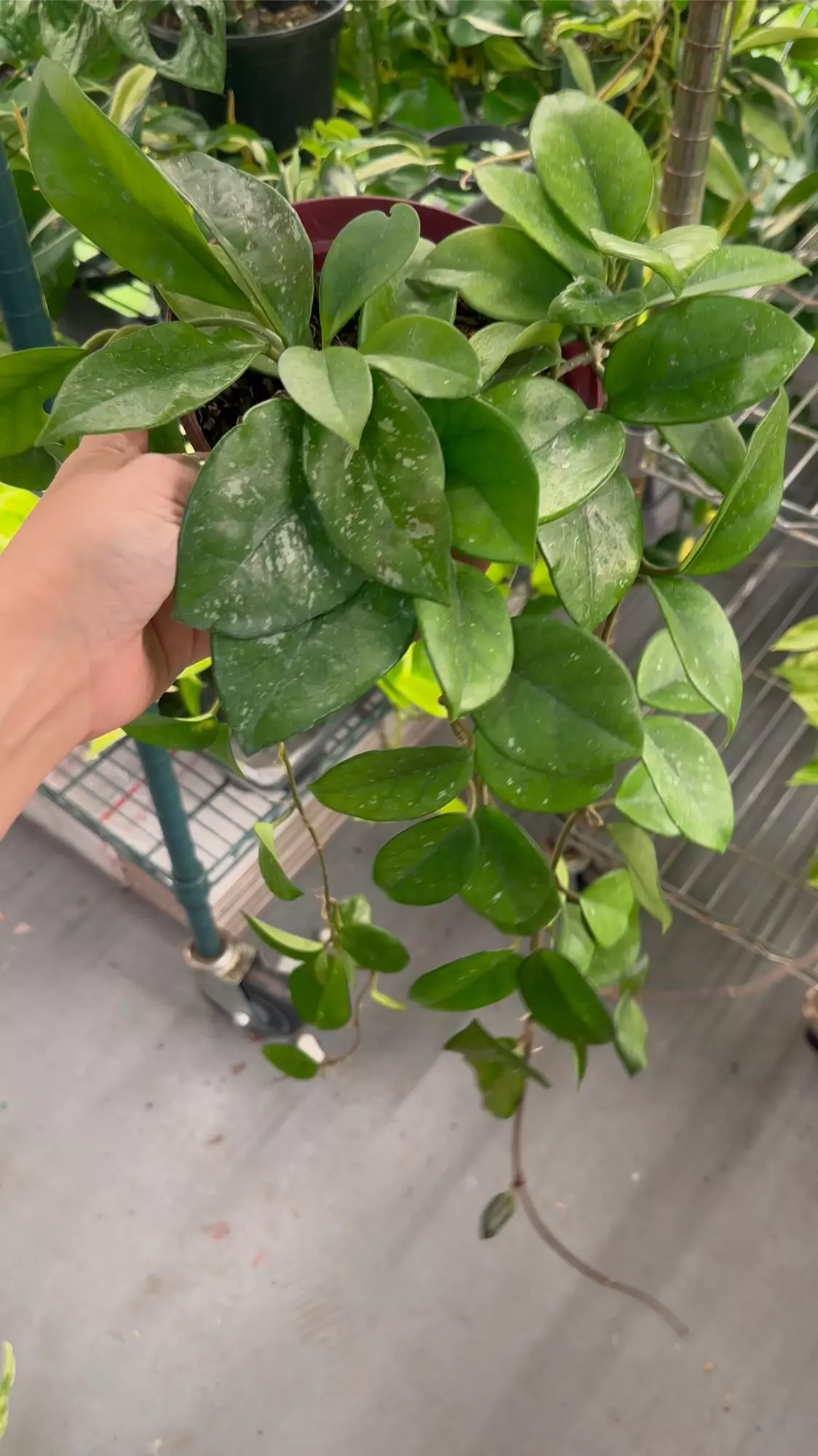 plant/Hoya sprinkles exact plant-0