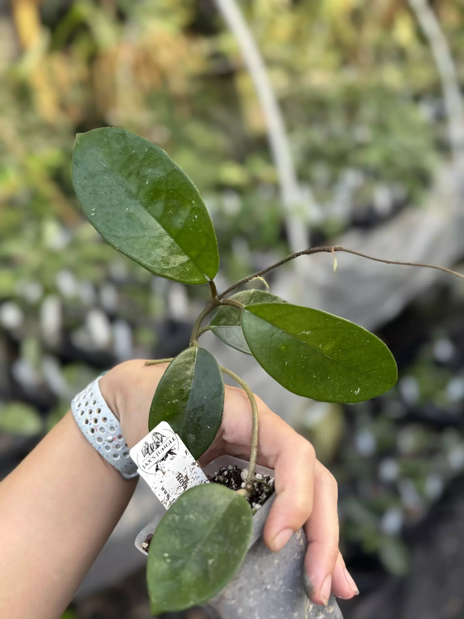 plant/Hoya fungii low splash-0