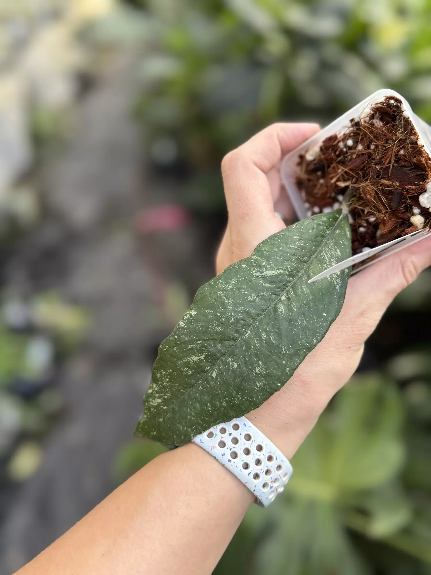 plant/Hoya fka vitellinoides-0