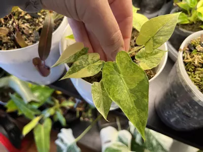 plant/Anthurium Gageana Aurea-0-thumbnail