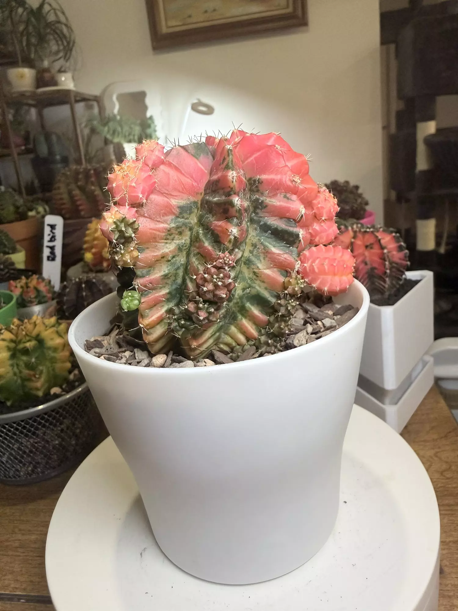 plant/Gorgeous Barbie Pink Gymno Momma-1