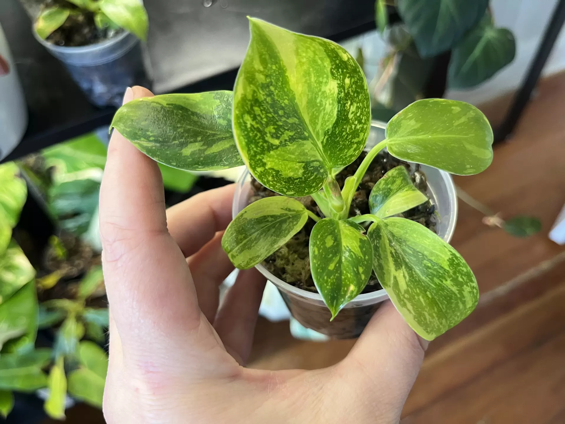 plant/Philodendron Congo Nuclear-0