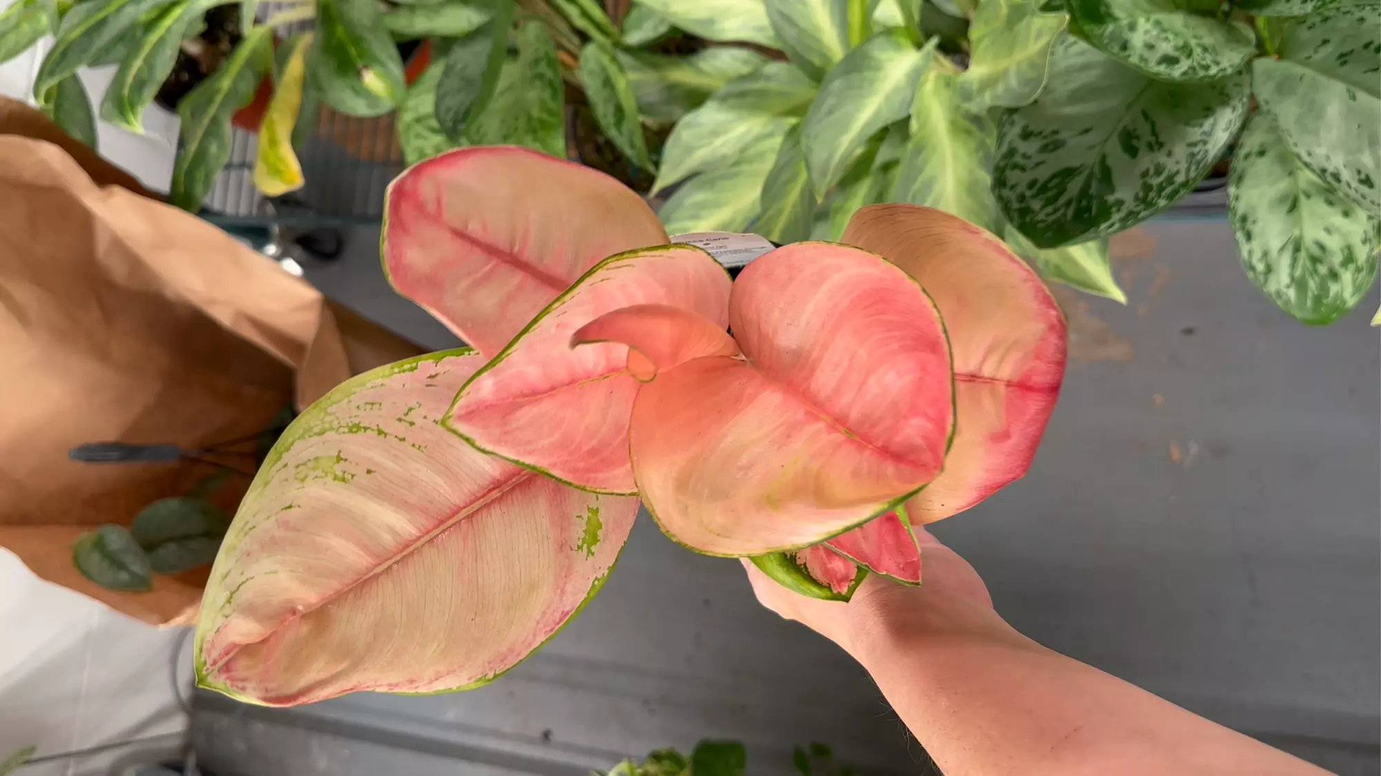 plant/Aglaonema (super) pink lotus exact plant-0
