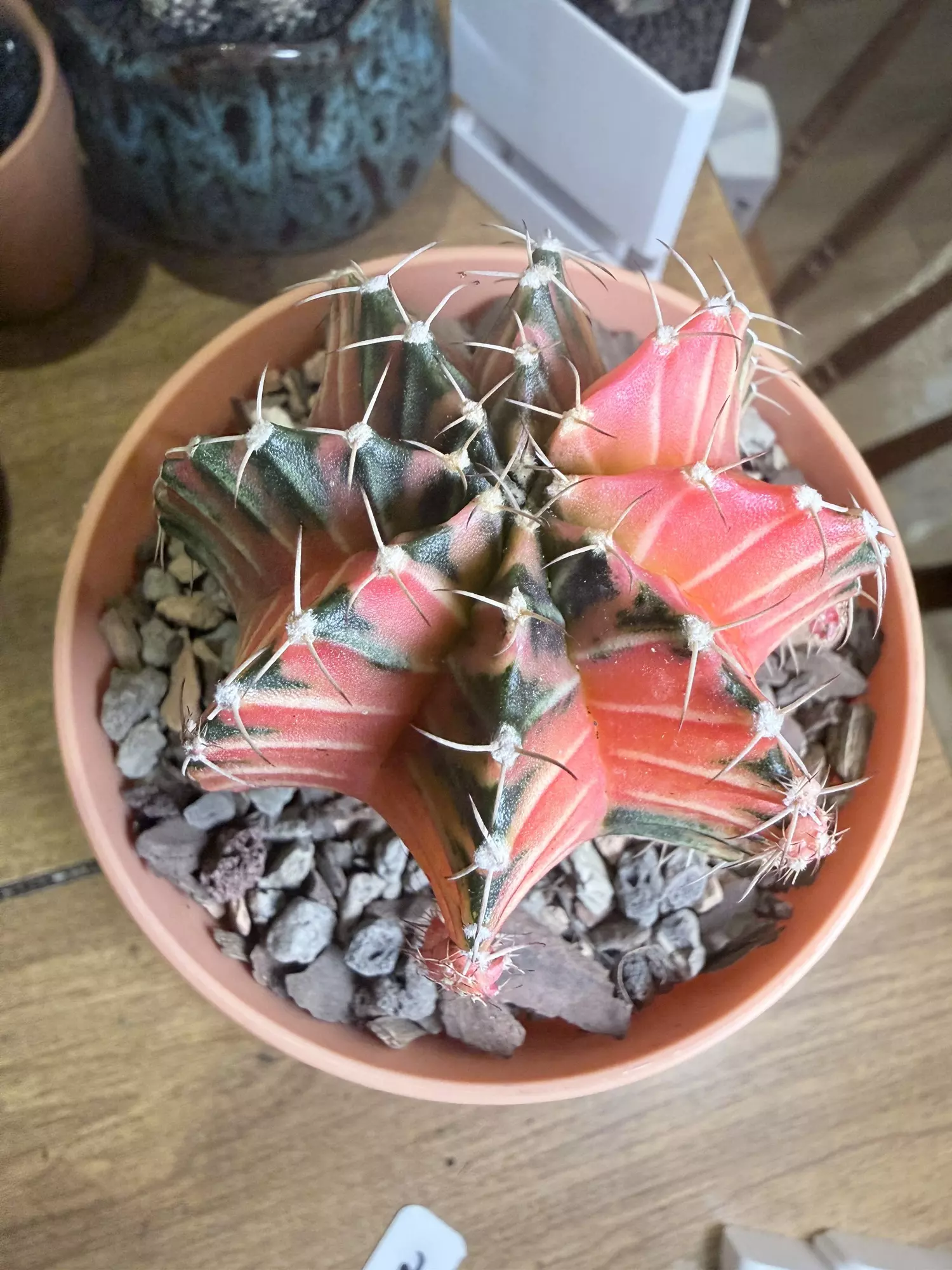 plant/Big Lightbulb Gymno-2