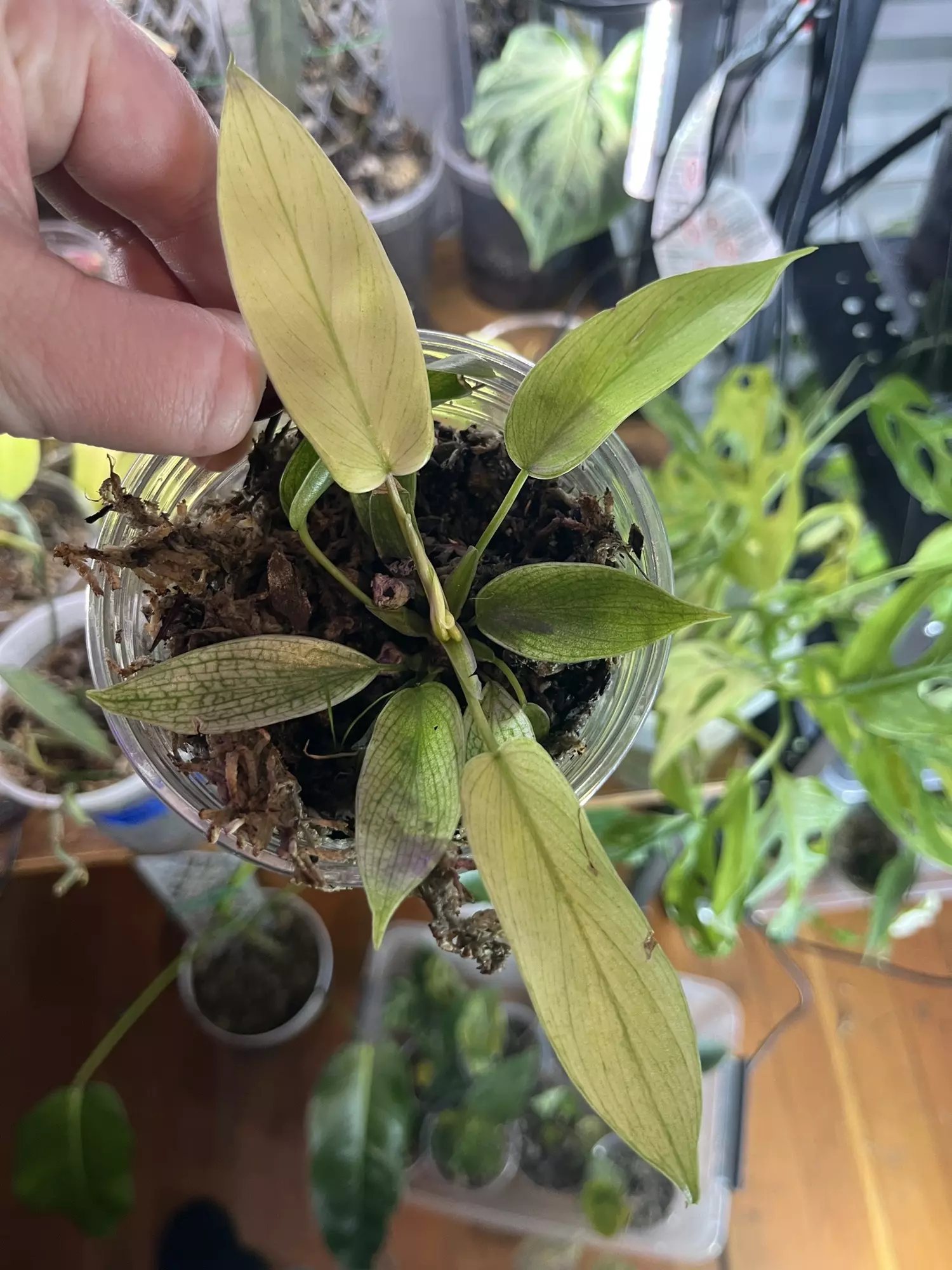 plant/Philodendron Florida Ghost-0