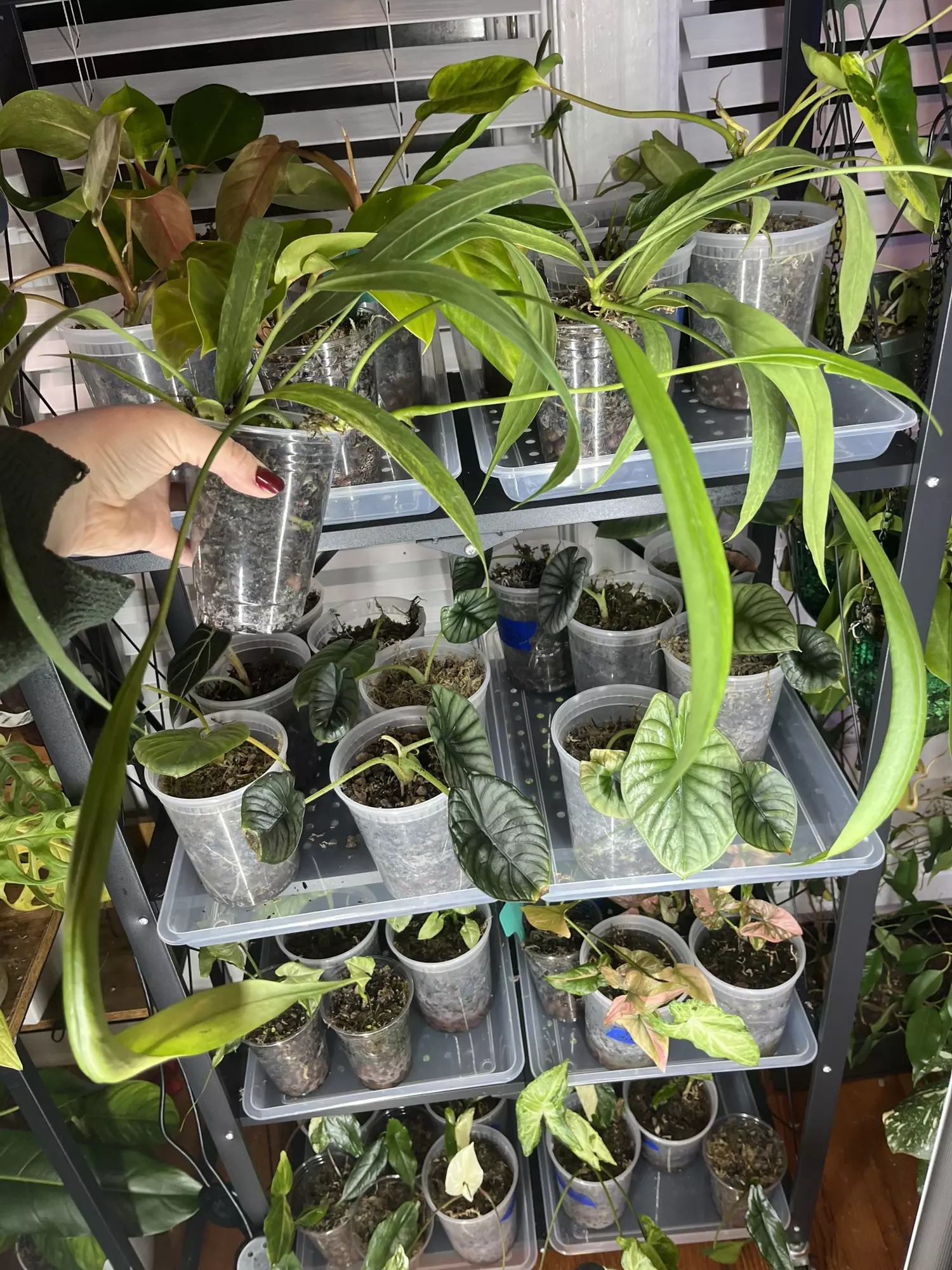 plant/Low Variegated Anthurium Vittarifolium-3