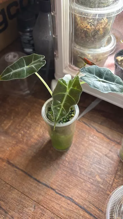 plant/Alocasia bambino -0-thumbnail