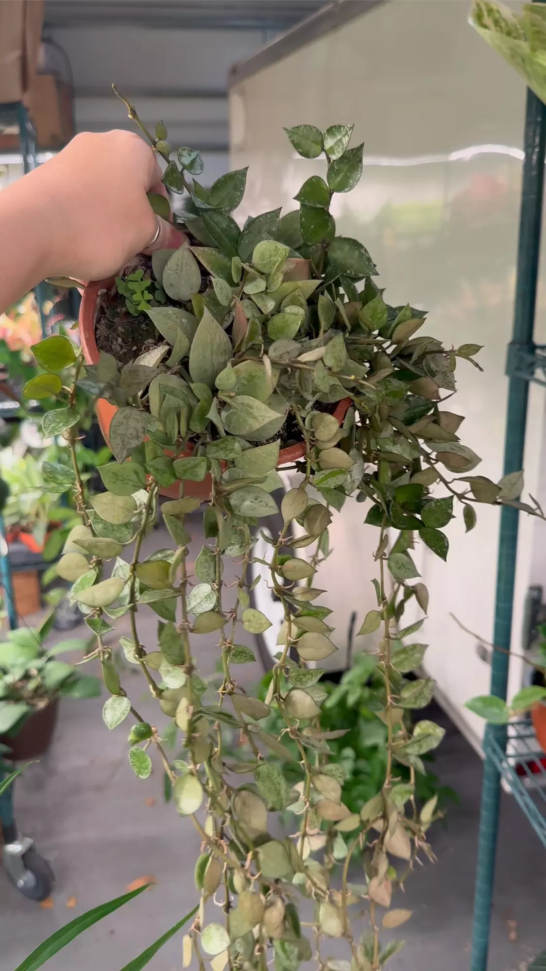 plant/Hoya khroniana silver exact plant -0