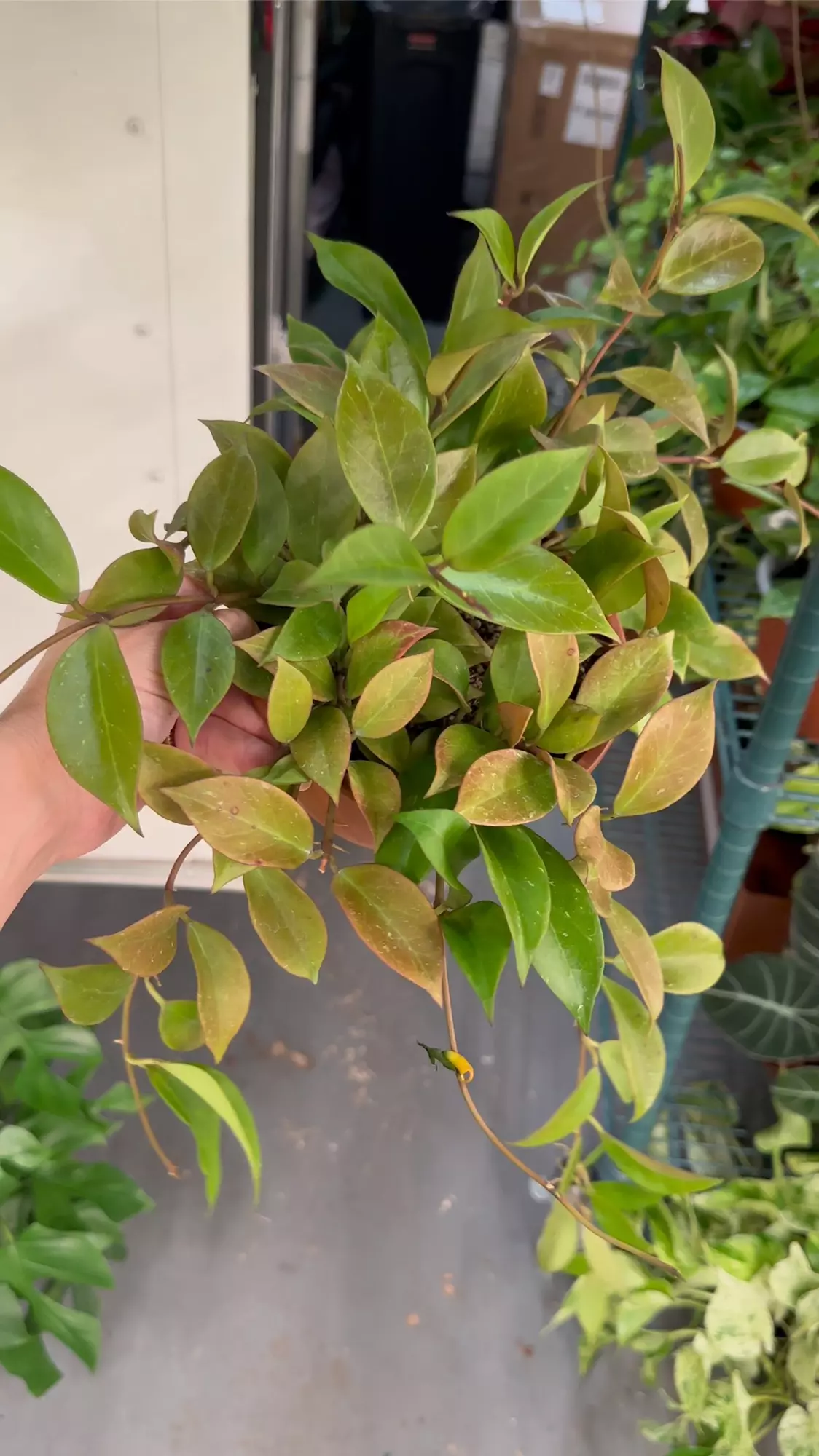 plant/Hoya sunrise growers choice all have long vines-0