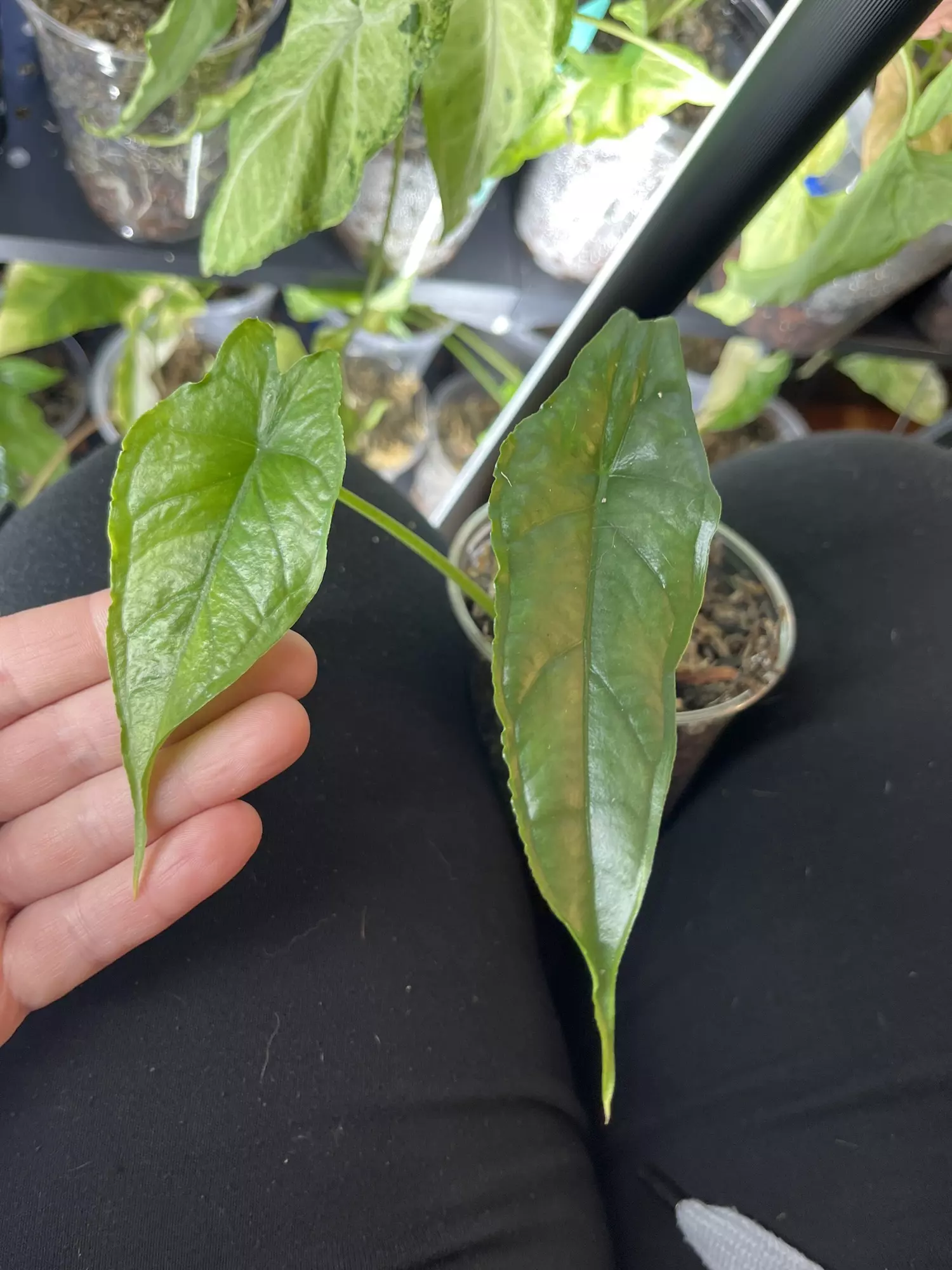 plant/Alocasia Dragons breath-0