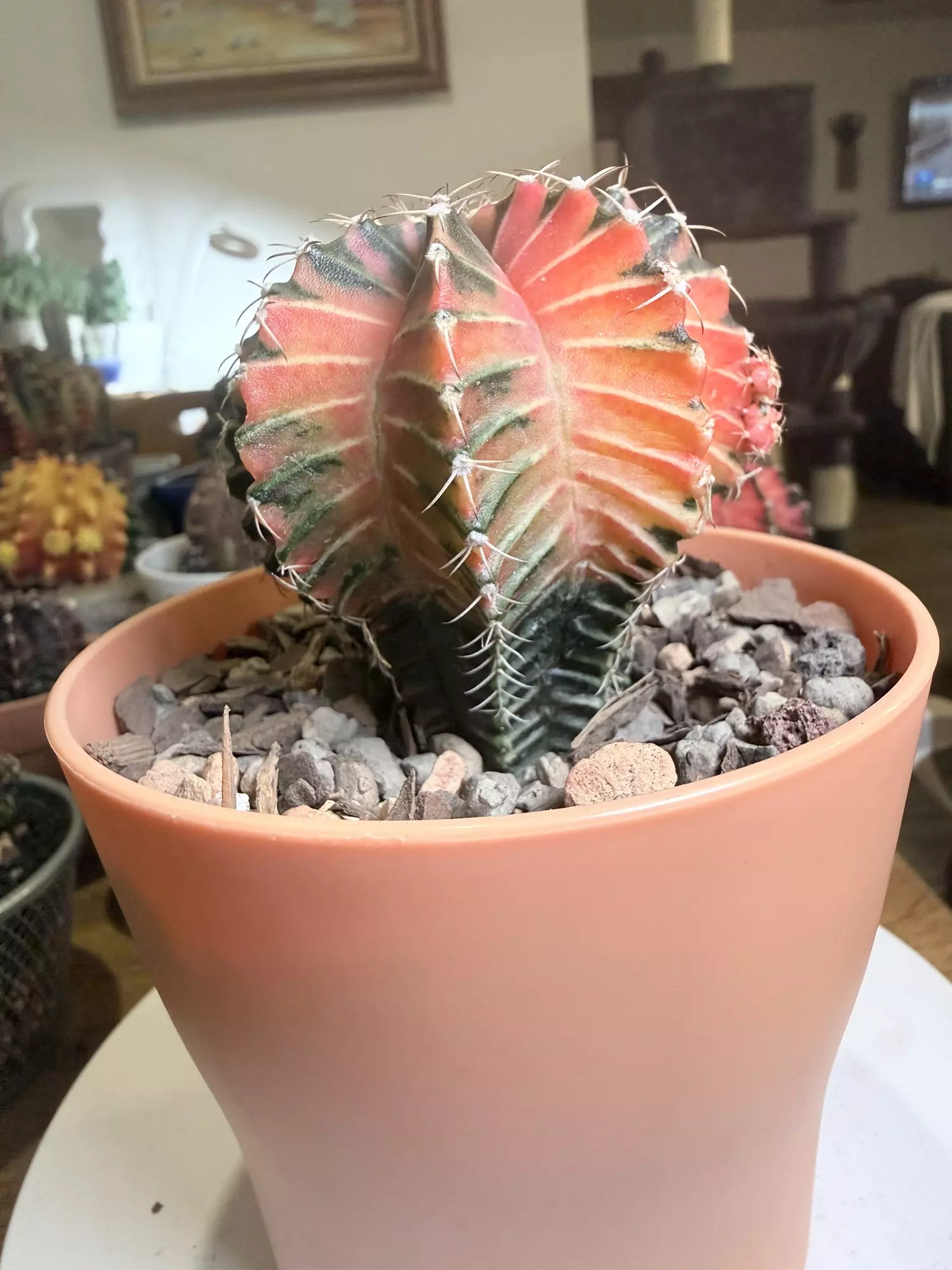 plant/Big Lightbulb Gymno-1