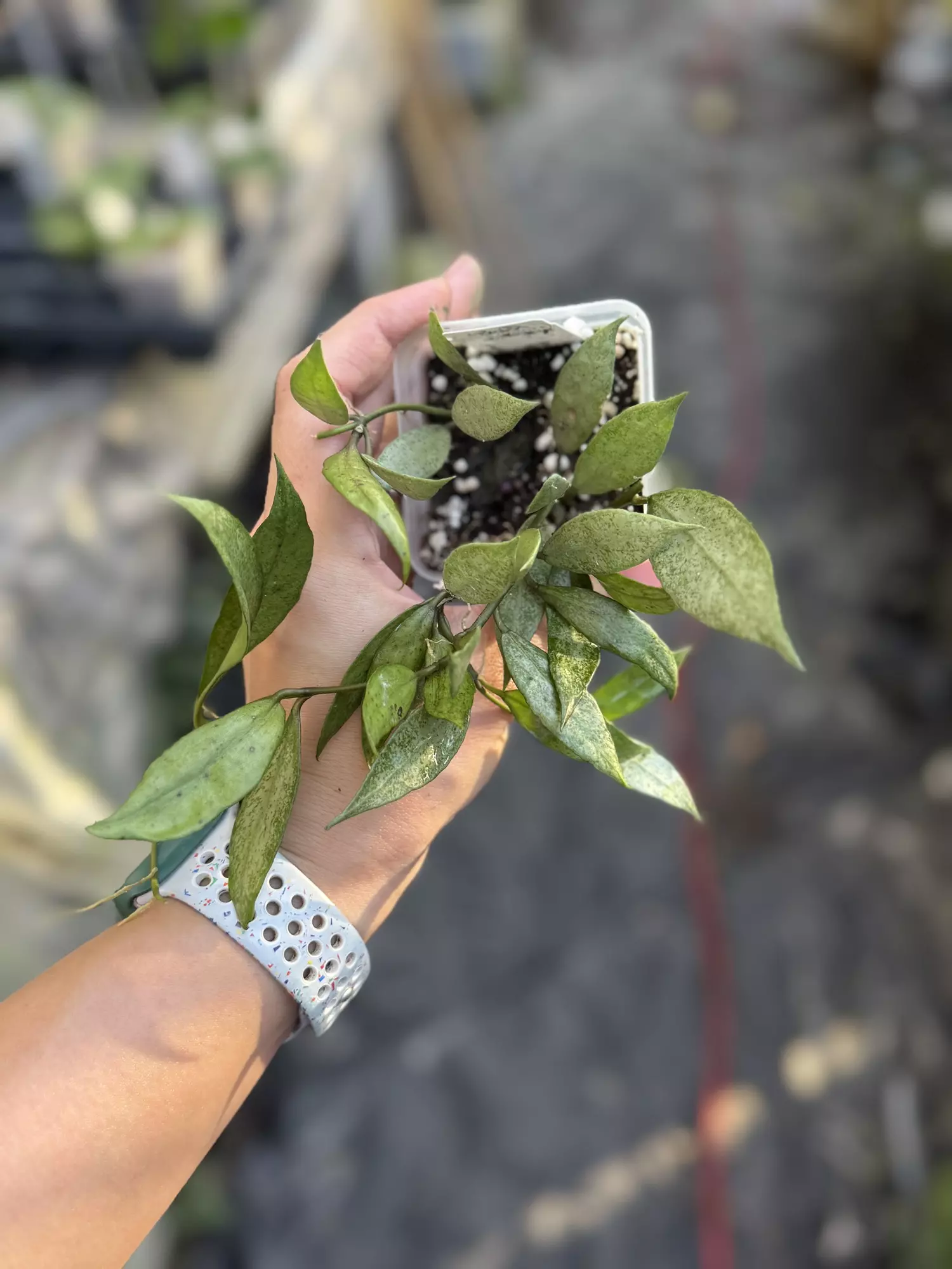 plant/Hoya lacunosa white pearl-0