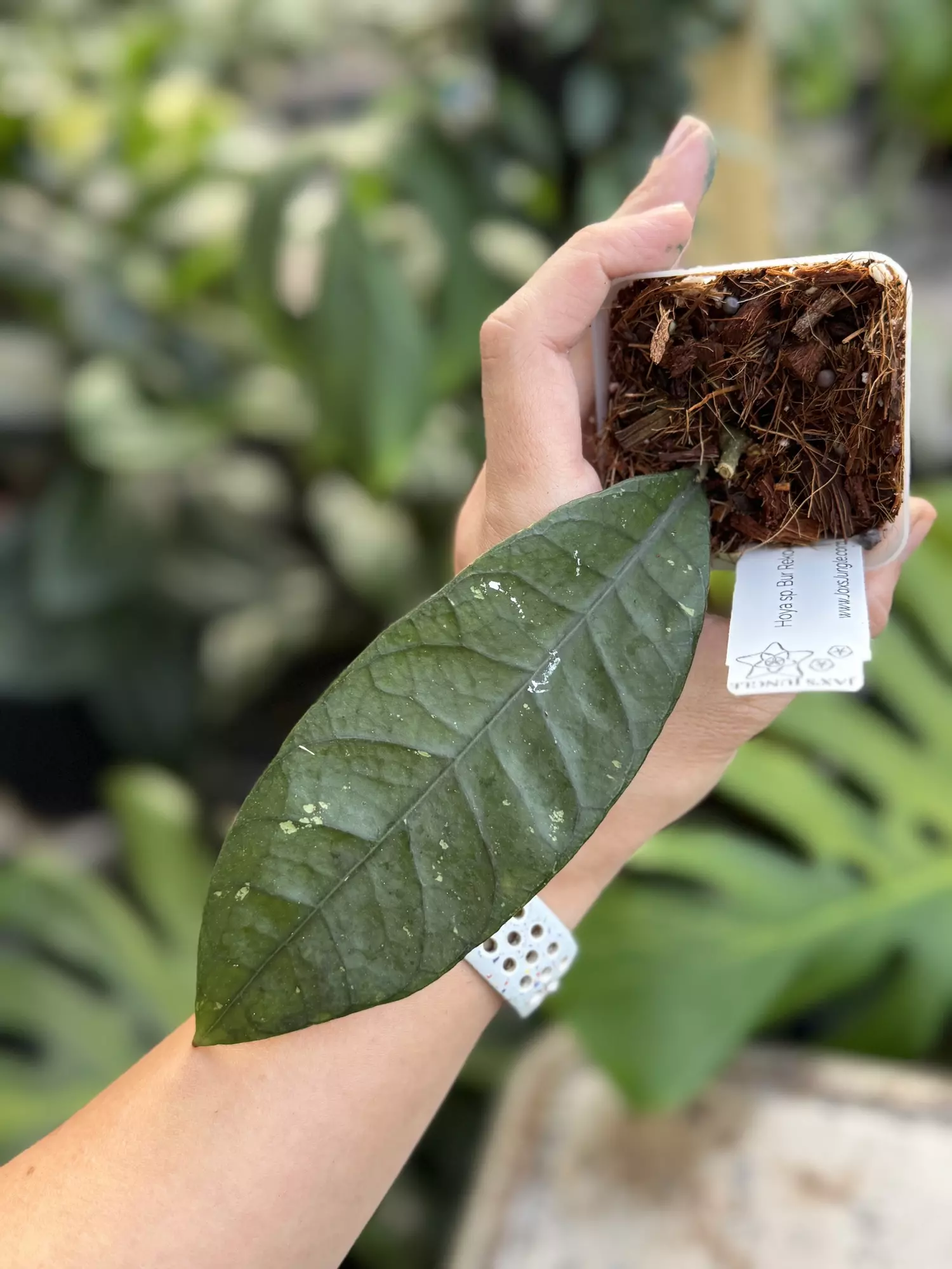 plant/Hoya sp. Bur Reko NAD007-0