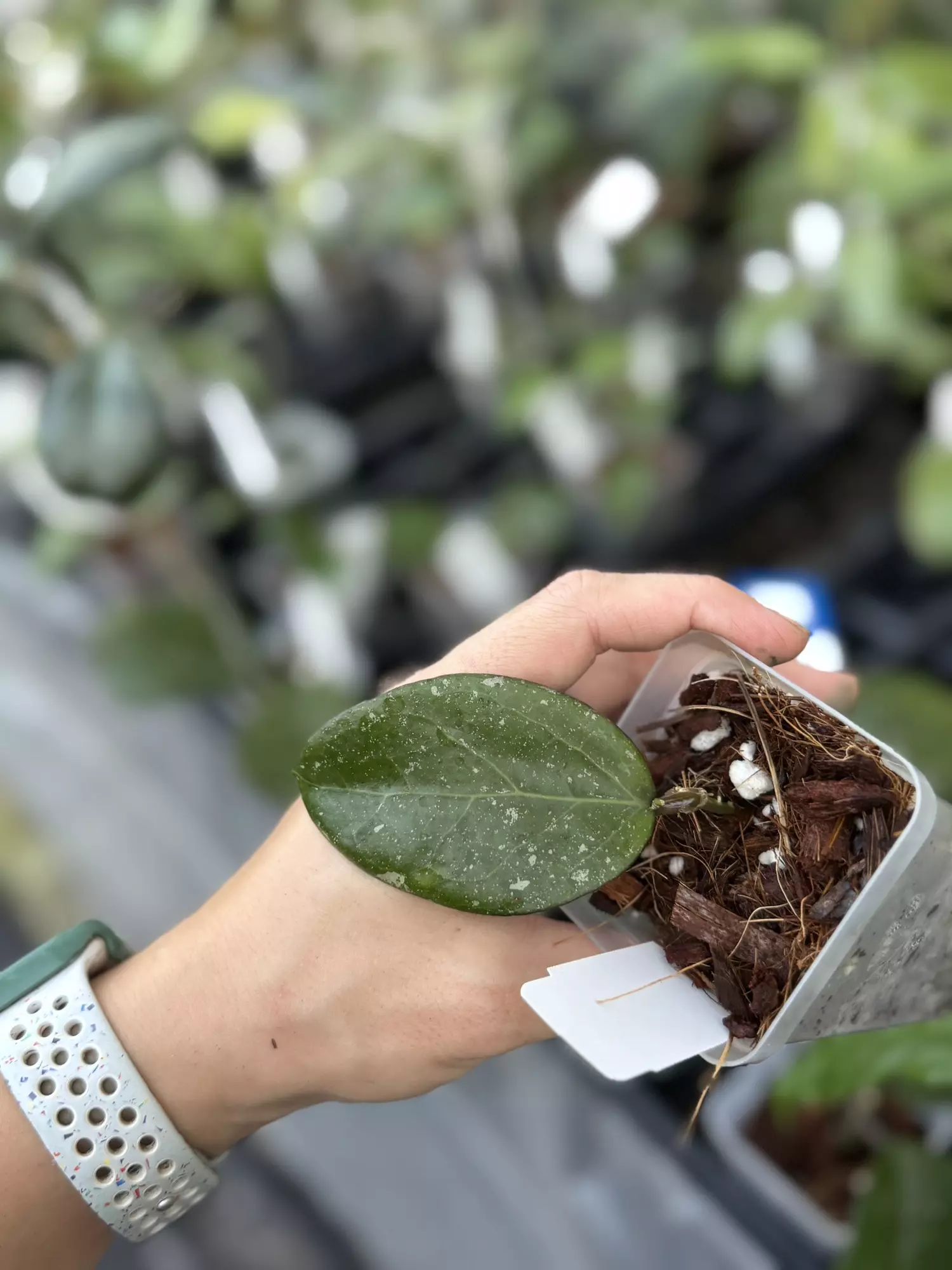 plant/Hoya RHM2459-B(H. clemensiorum x H. unk)-0