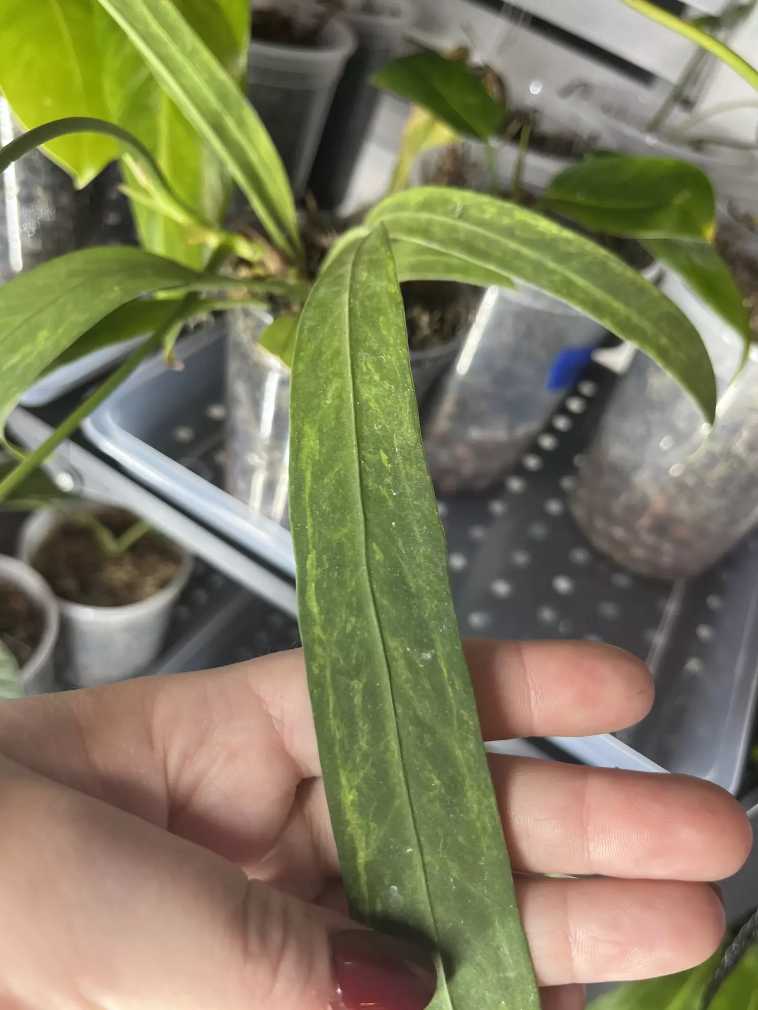 plant/Low Variegated Anthurium Vittarifolium-0