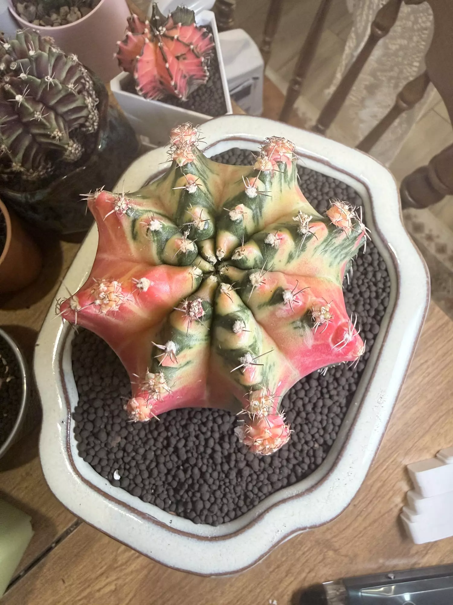 plant/Absolute Monster Gymno-1