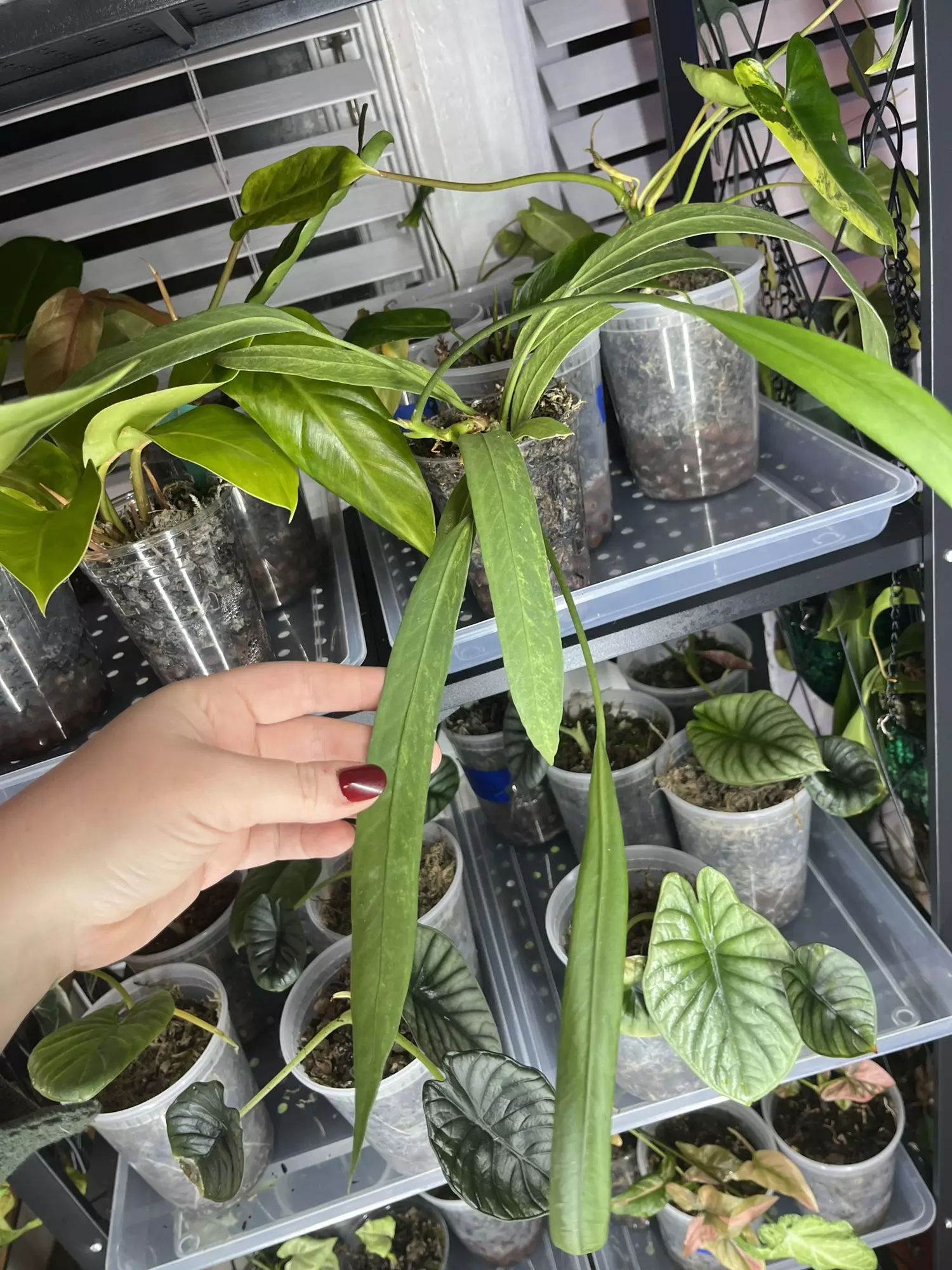 plant/Low Variegated Anthurium Vittarifolium-1