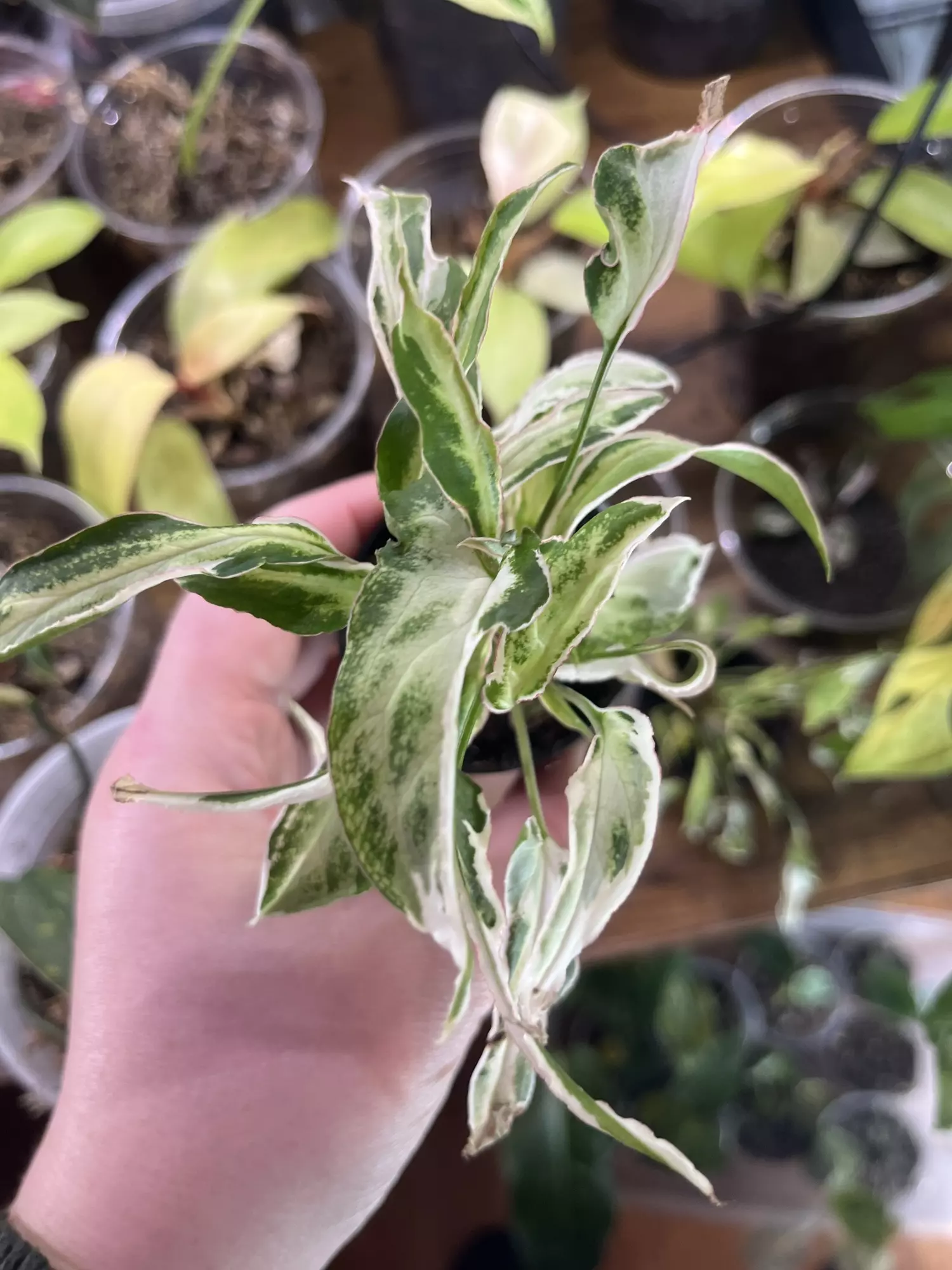 plant/Syngonium Starlight-0