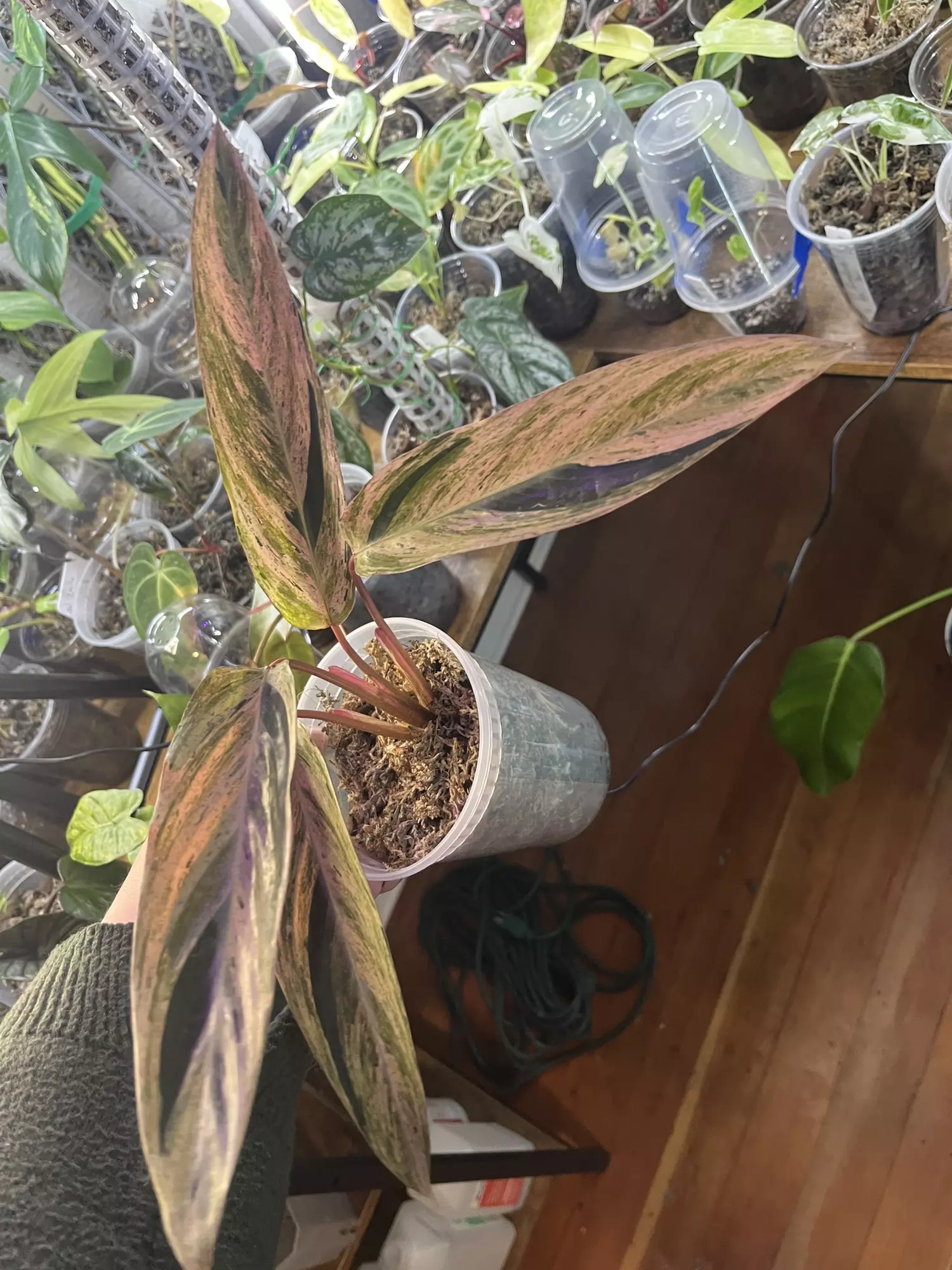 plant/Variegated Stromanthe Triostar-0