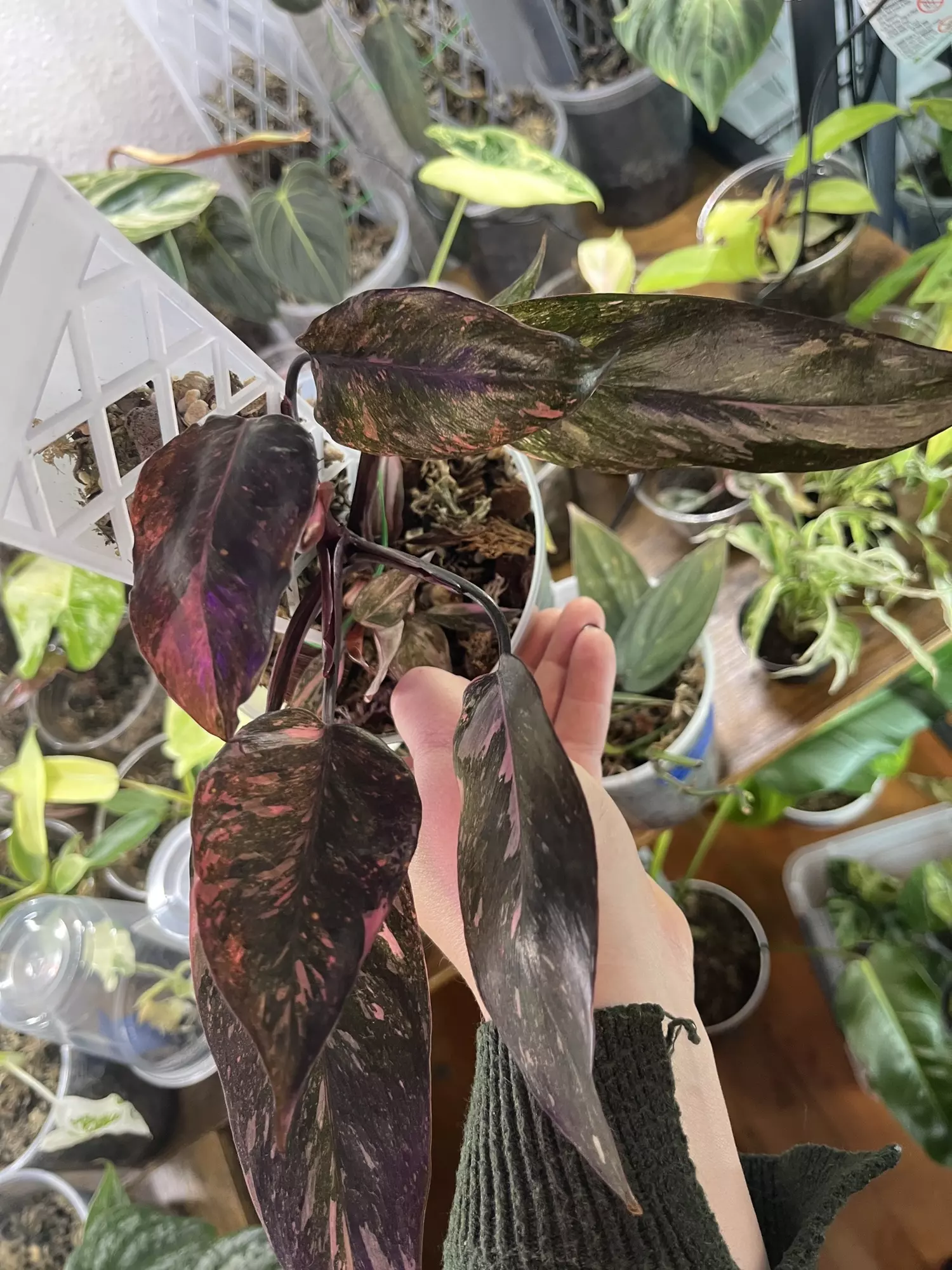 plant/Philodendron Pink Princess Galaxy-1