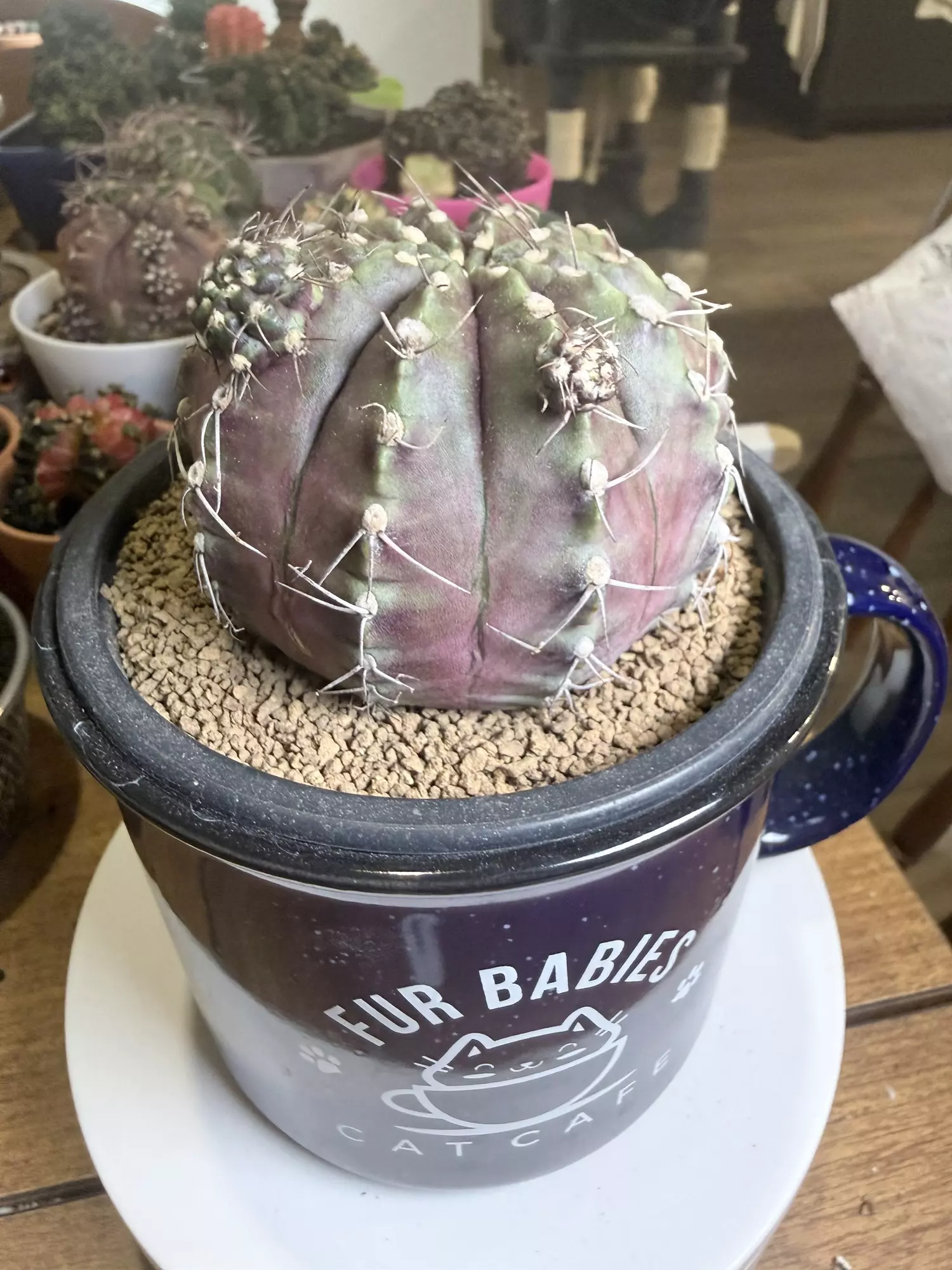 plant/Big Chonky Momma-0