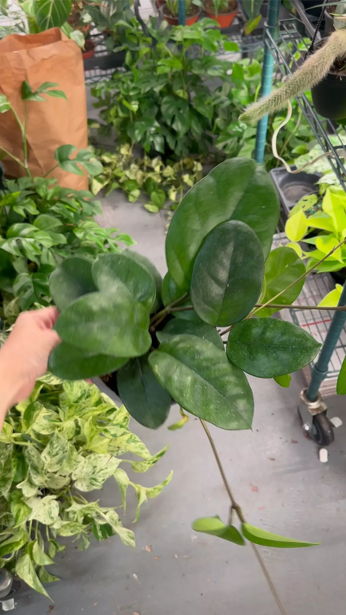 plant/Hoya Fungii exact plant-0