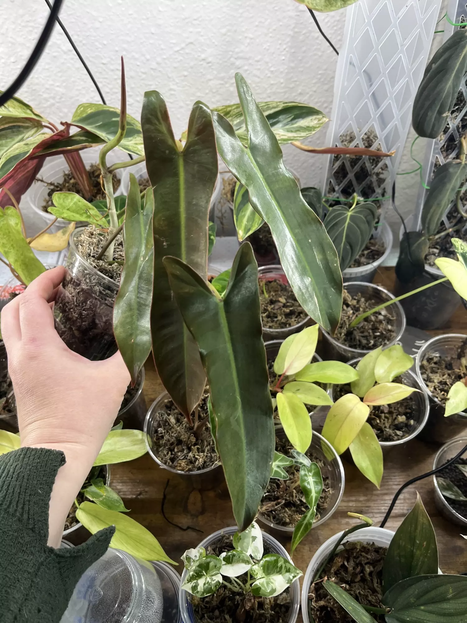 plant/Philodendron Atabapoense-0