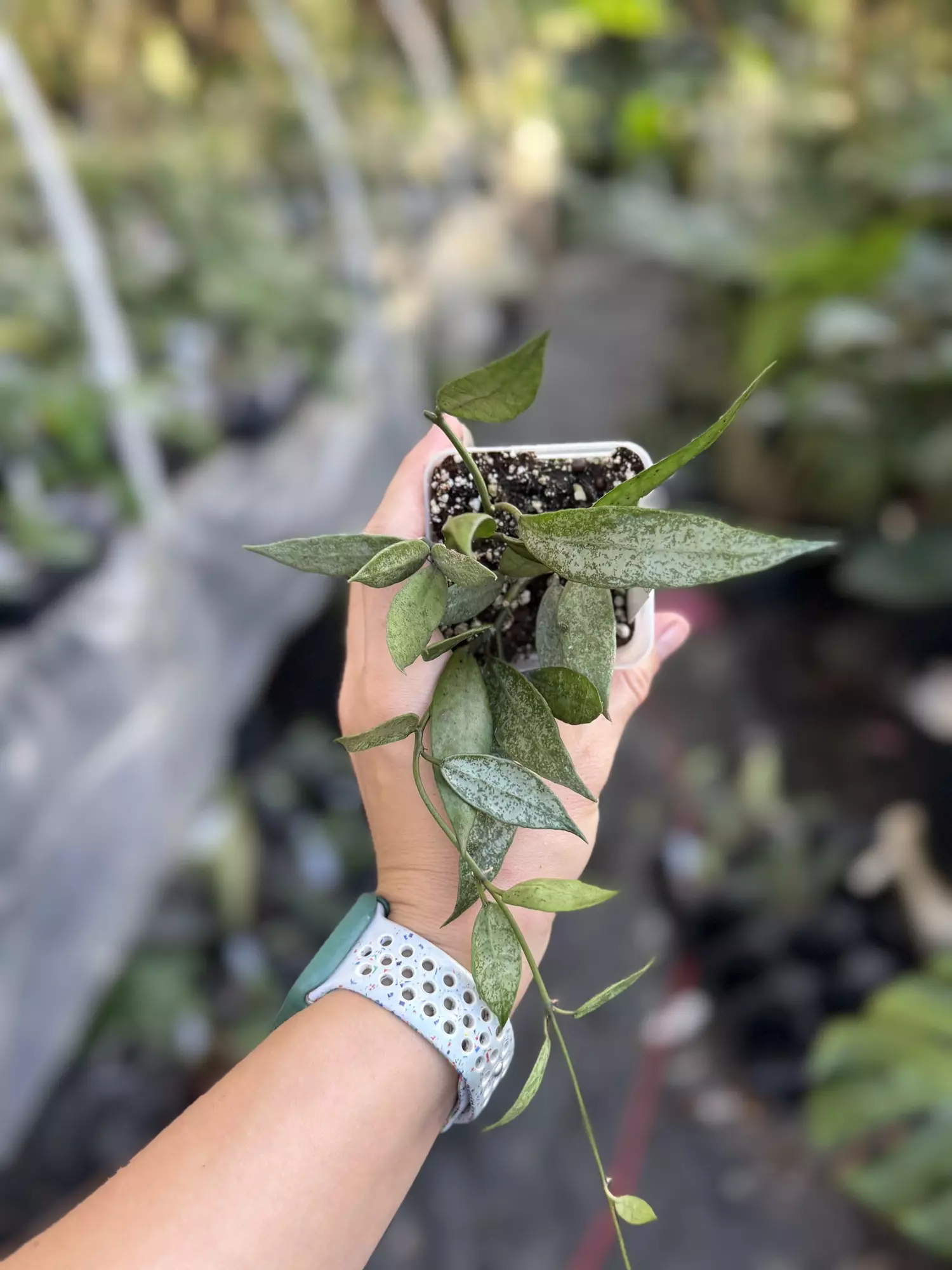 plant/Hoya lacunosa white pearl-0