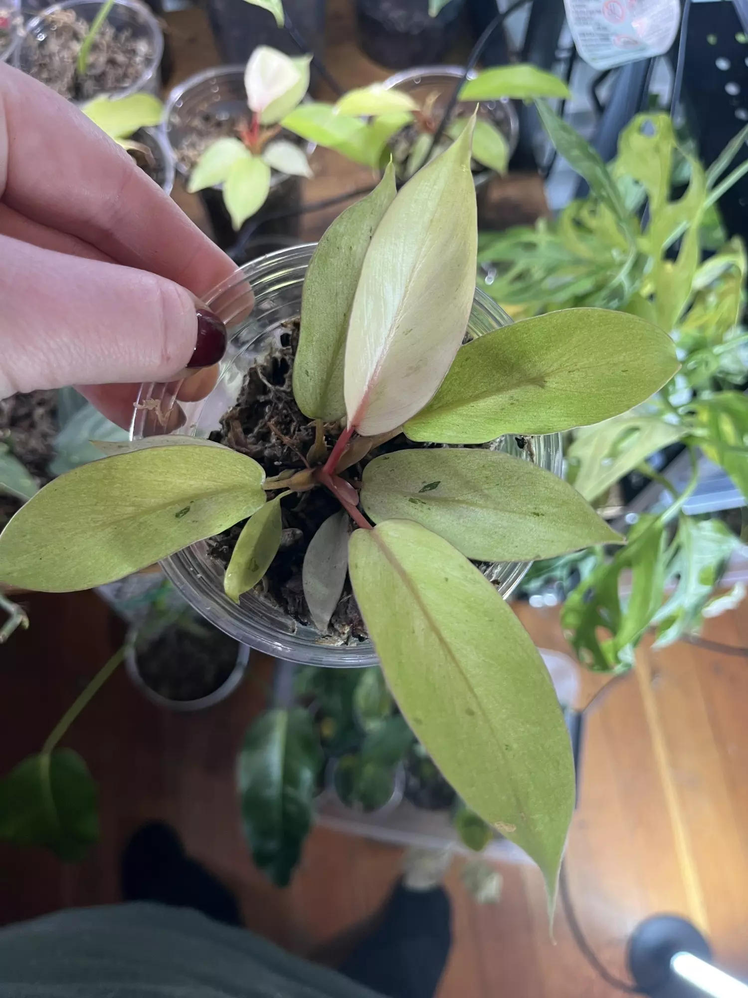 plant/Philodendron Snowdrift-0