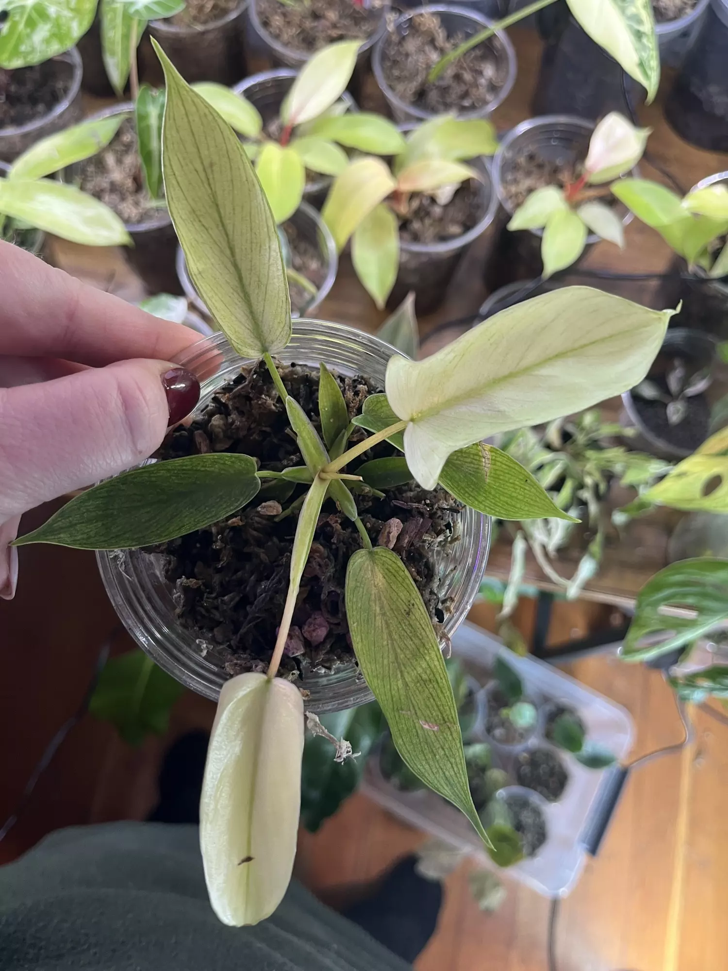 plant/Philodendron Florida Ghost-1
