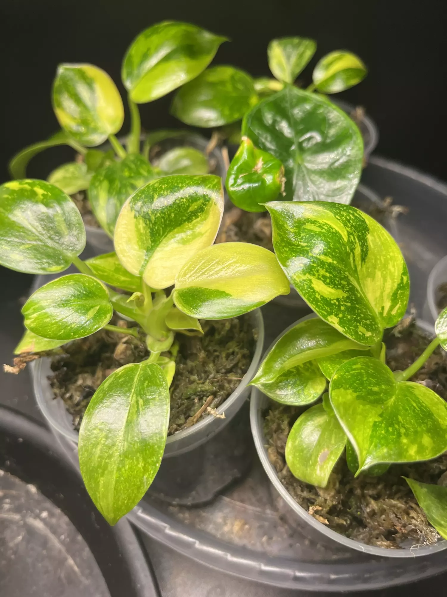 plant/Philodendron Congo Nuclear-1