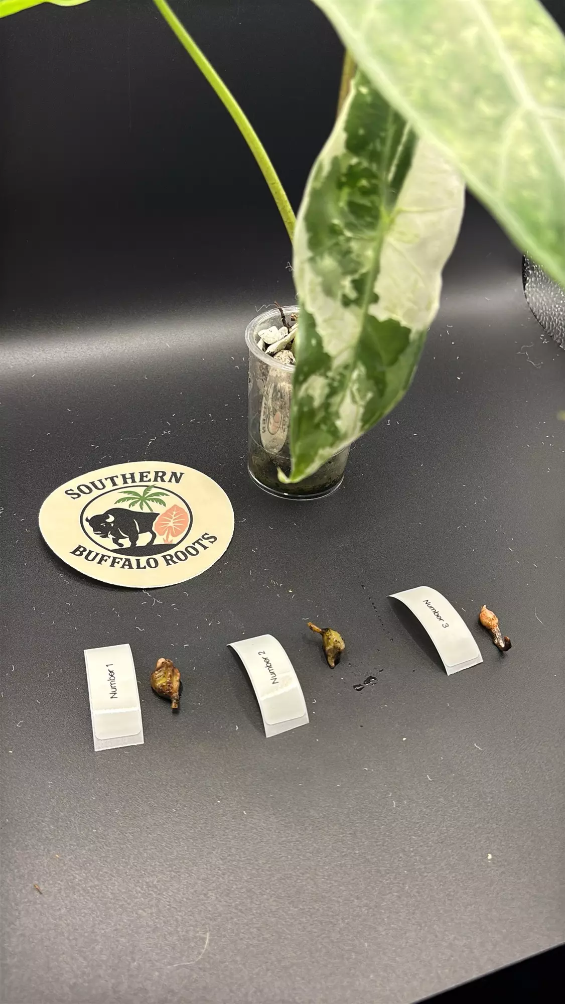 plant/Mint Albo longi corms corms 2+3 available-0