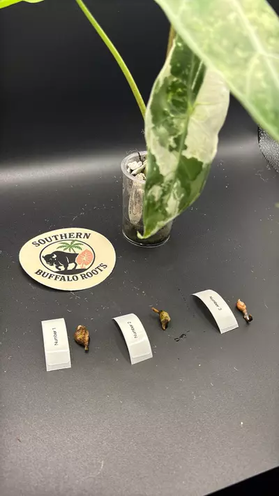 plant/Mint Albo longi corms corms 2+3 available-0-thumbnail