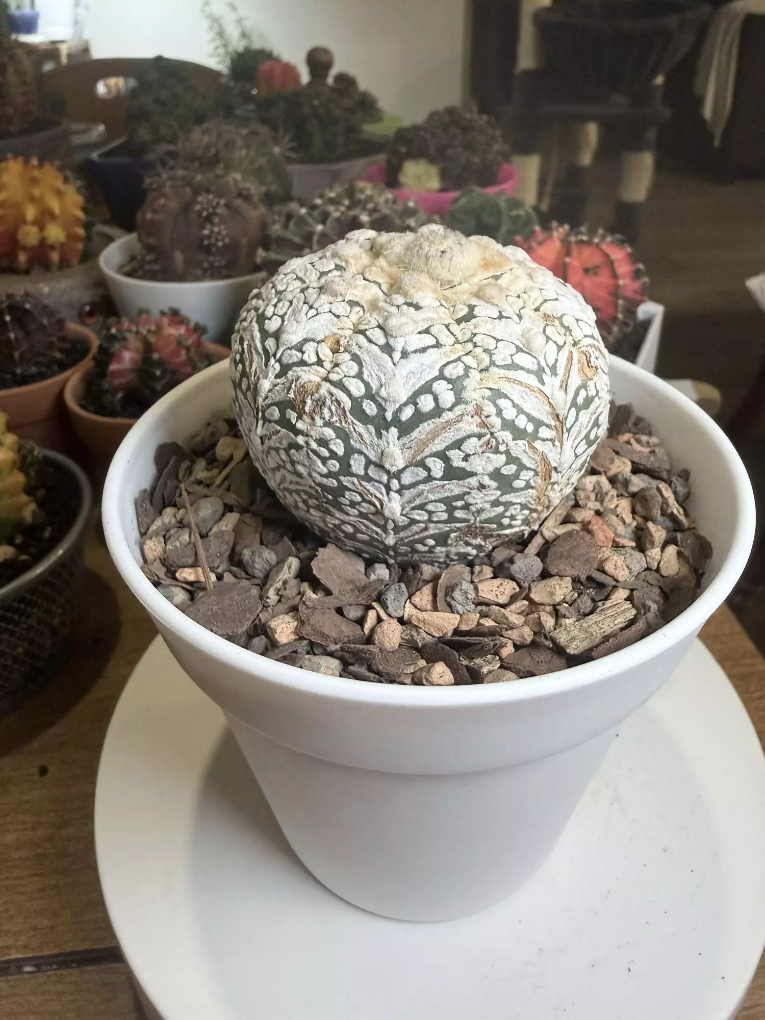 plant/Astro V-Type-1