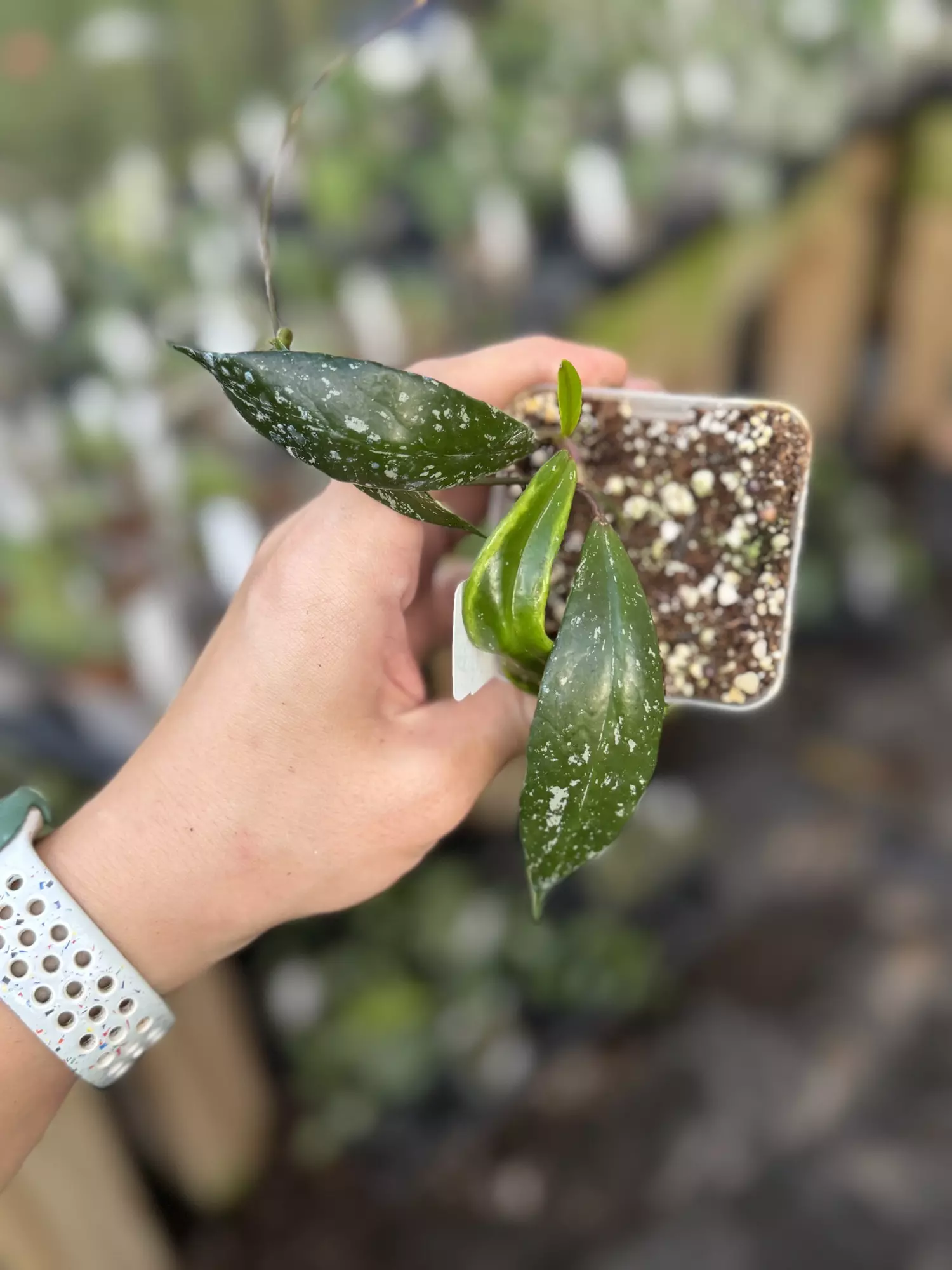 plant/Hoya pubicalyx albo-0