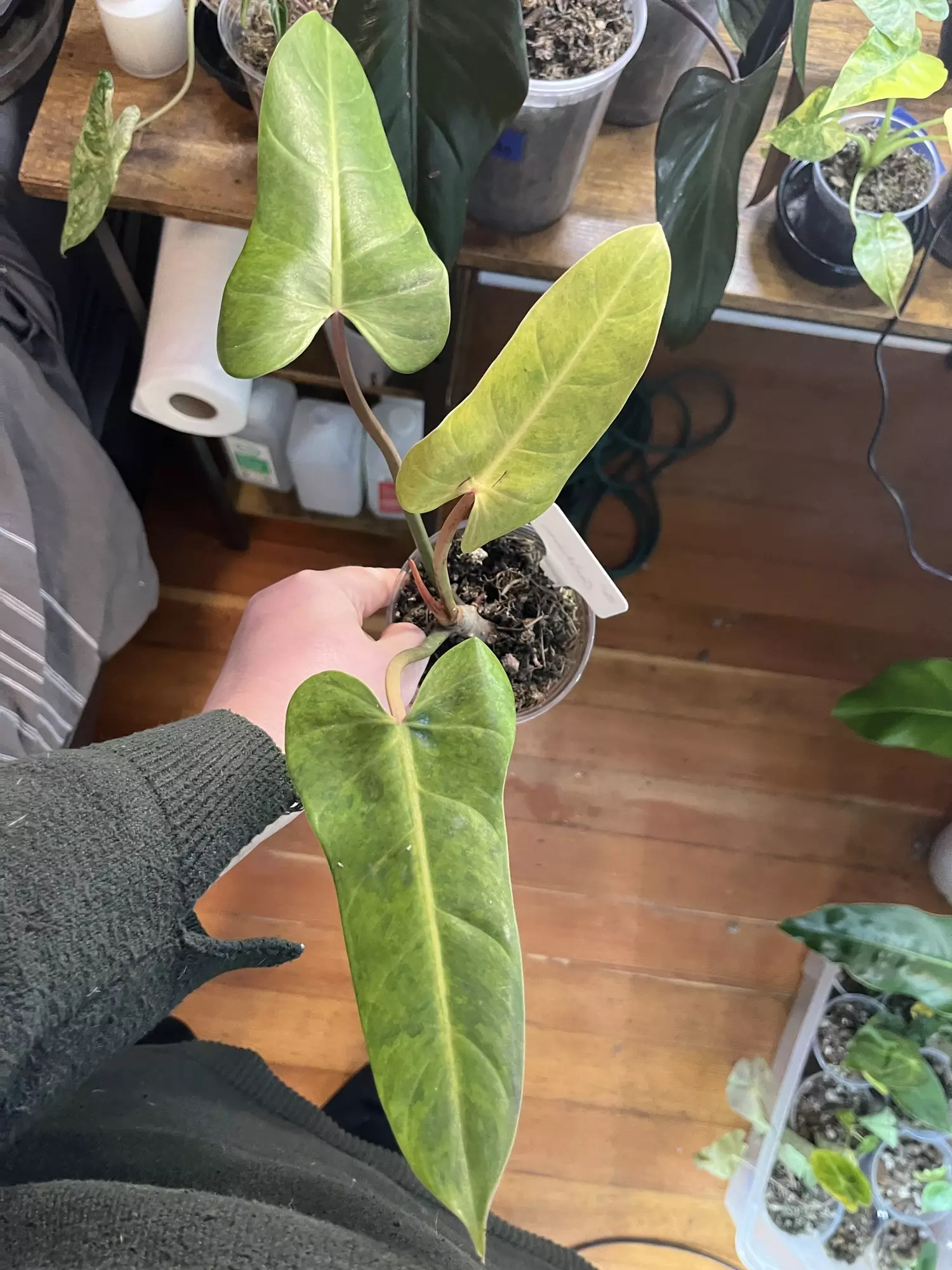 plant/Philodendron Goldiana-0