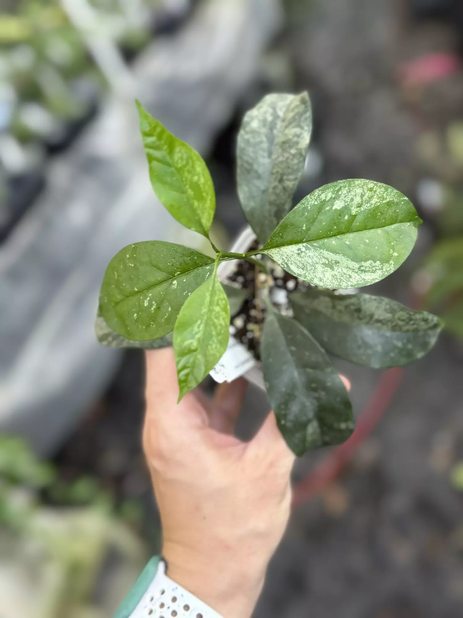 plant/Hoya occultata silver-0