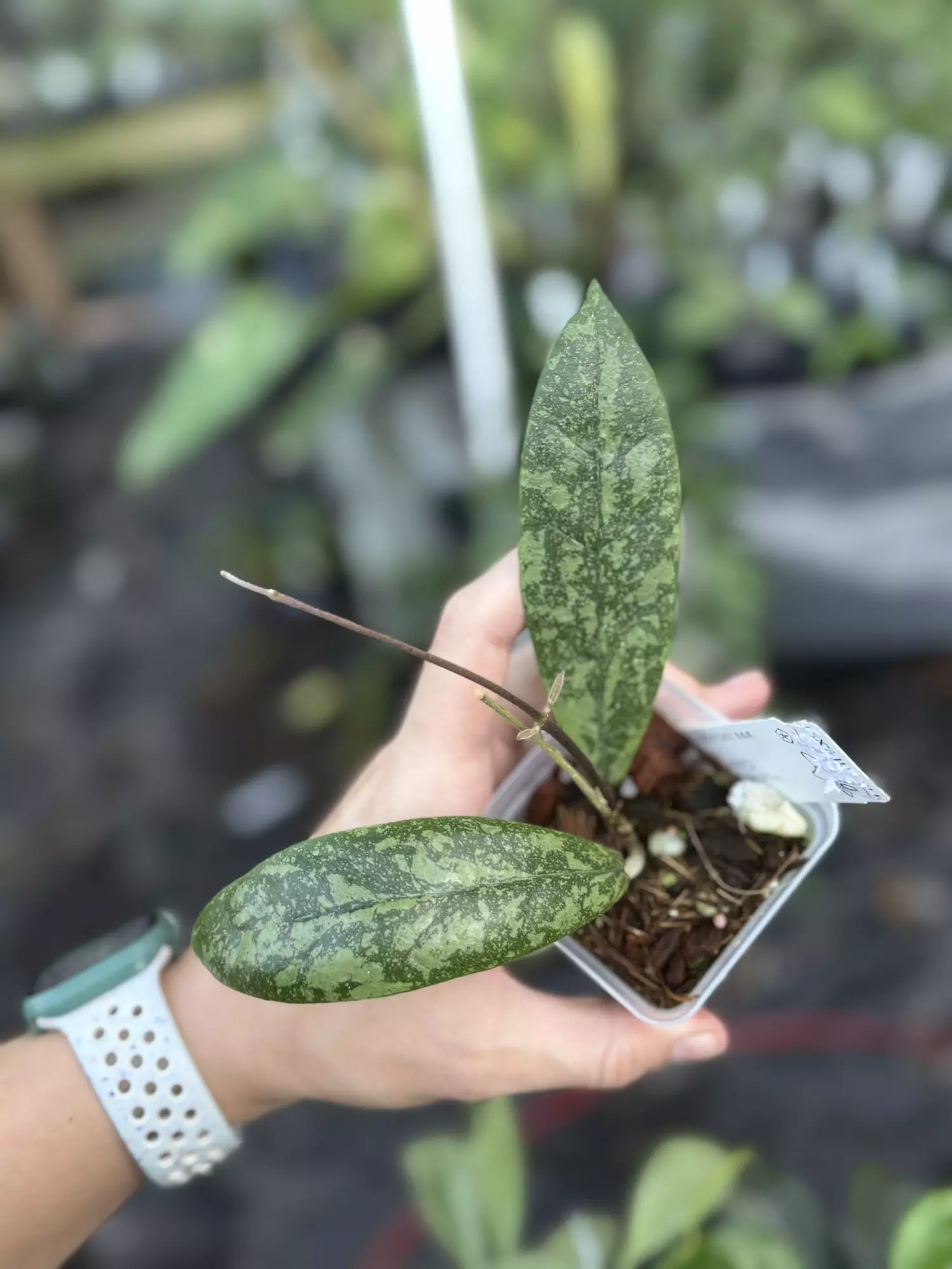 plant/Hoya aff lambii clone 3-0