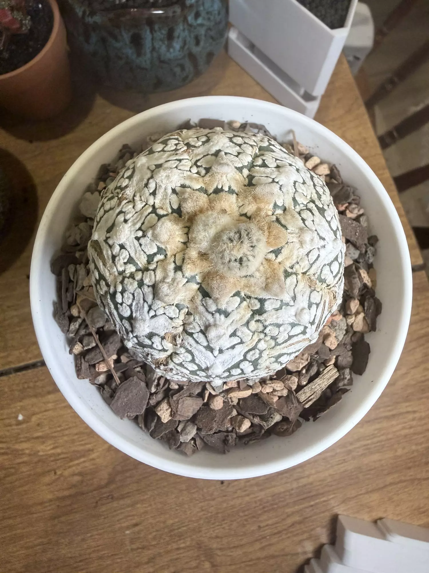 plant/Astro V-Type-0