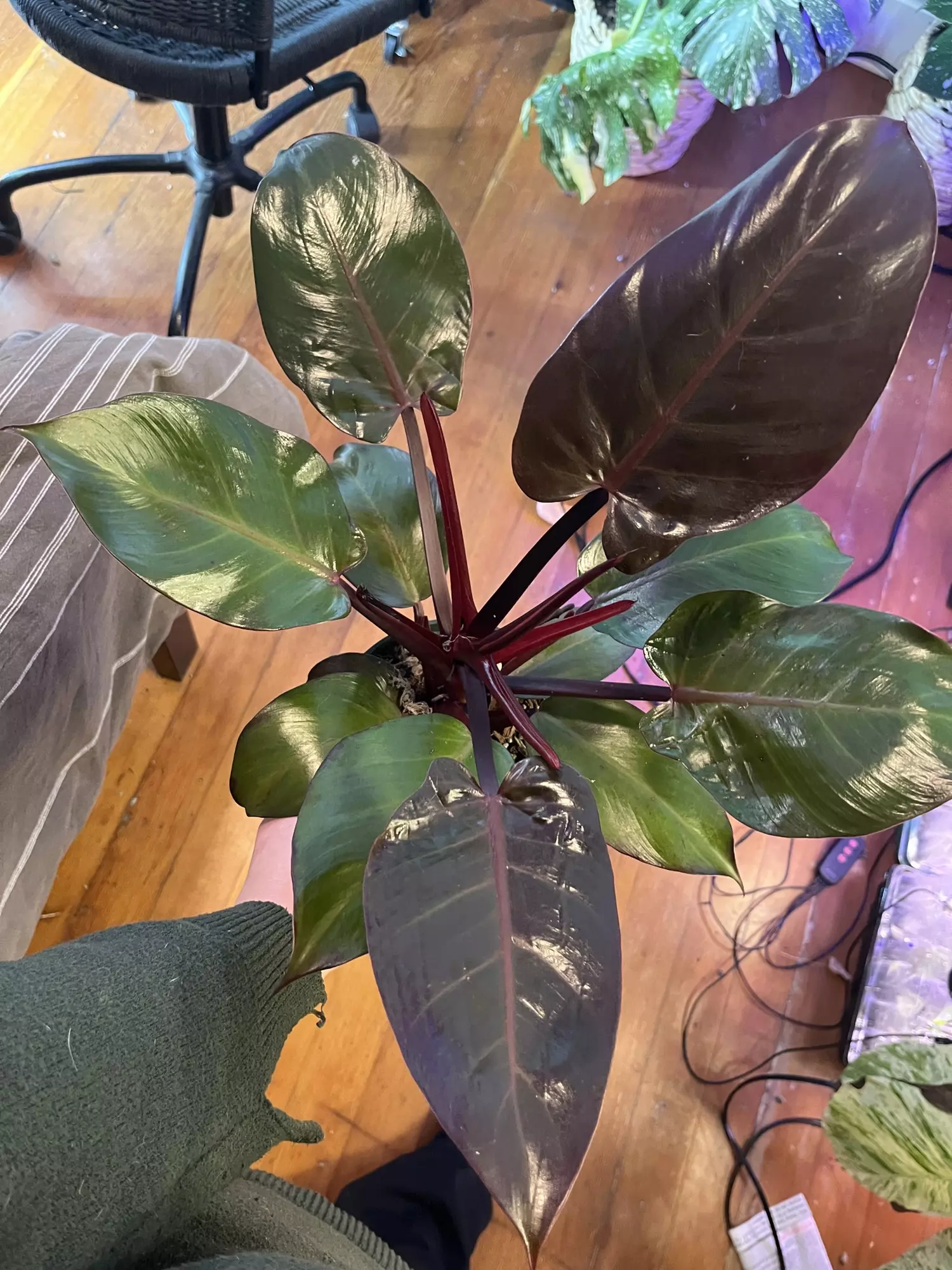 plant/Philodendron Red Sun-0