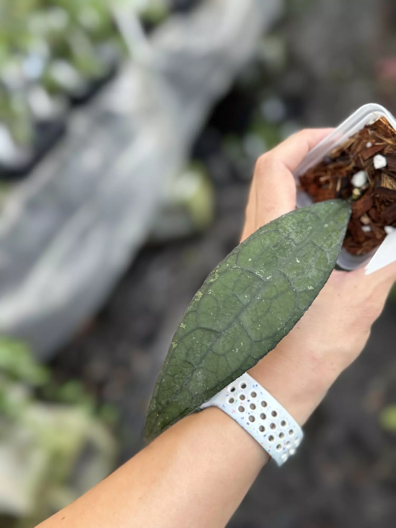 plant/Hoya clemensorium napc 032-0