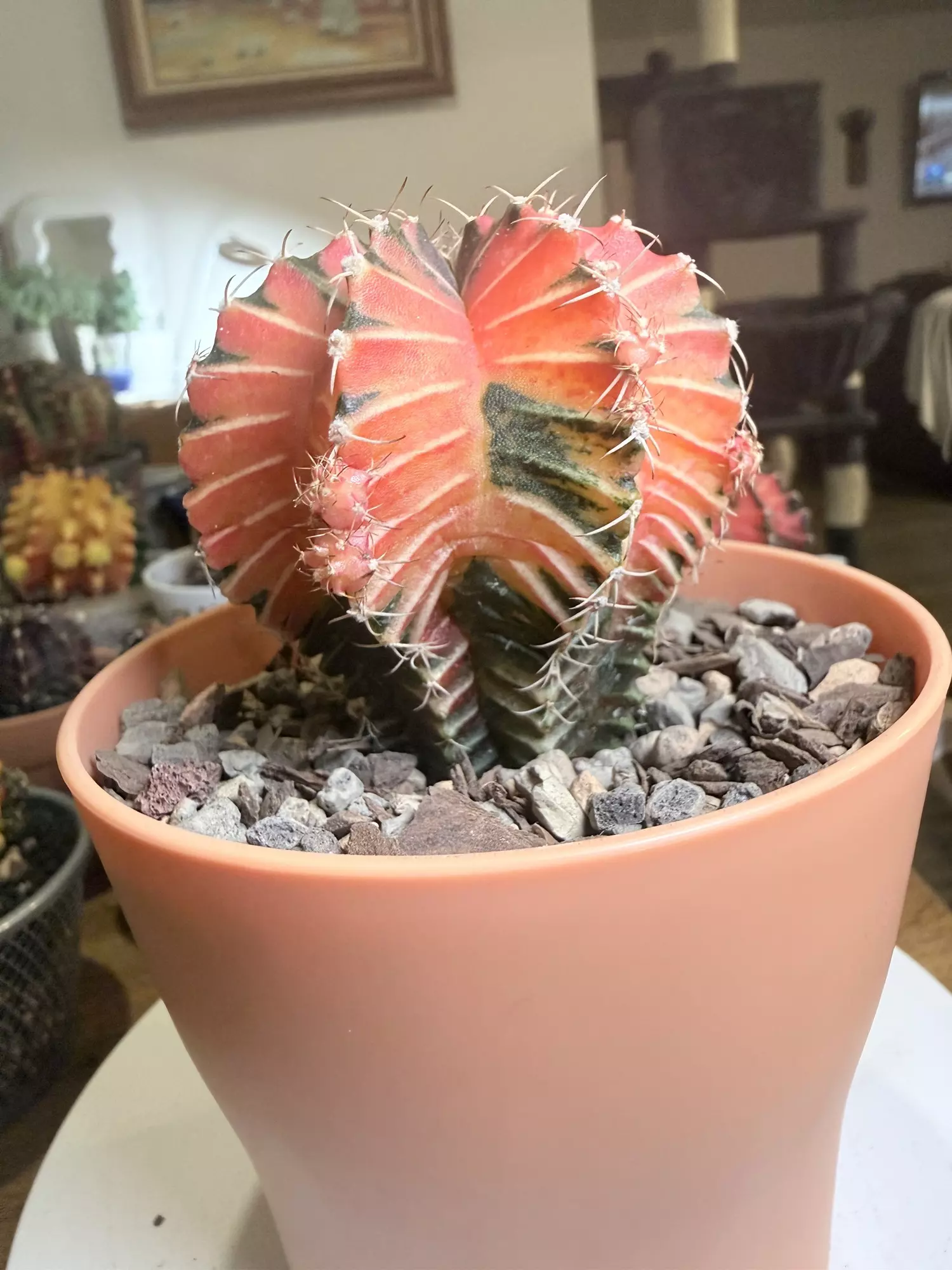 plant/Big Lightbulb Gymno-0