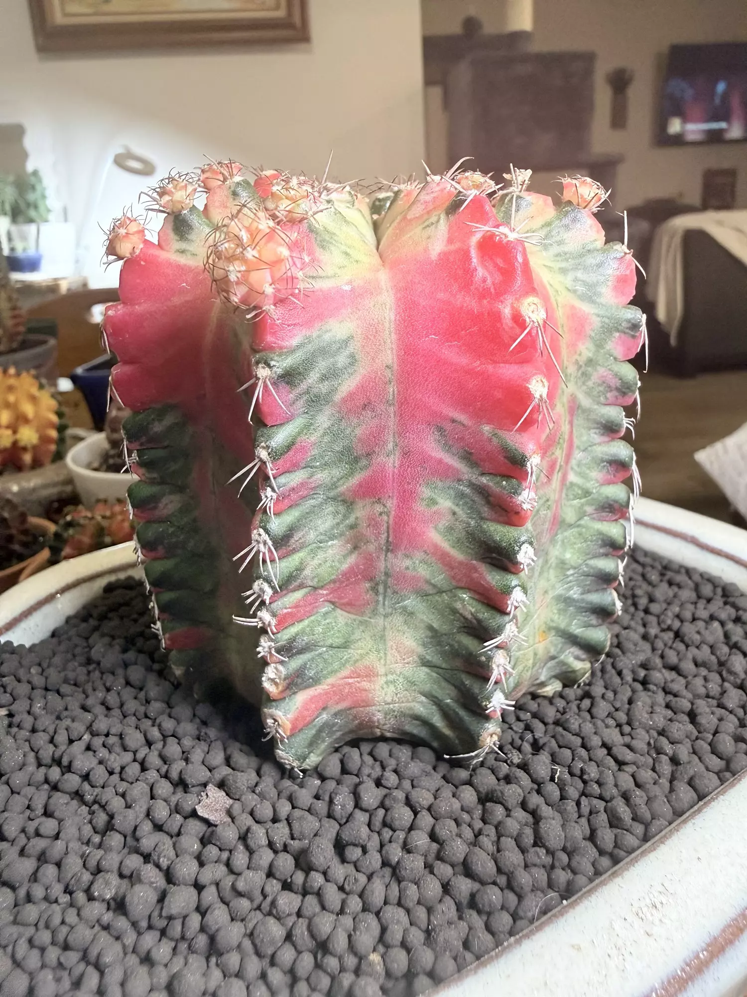 plant/Absolute Monster Gymno-0