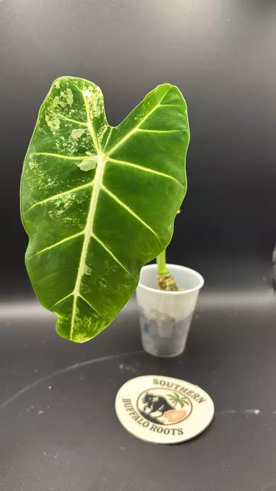 plant/Alocasia frydeck -0-thumbnail