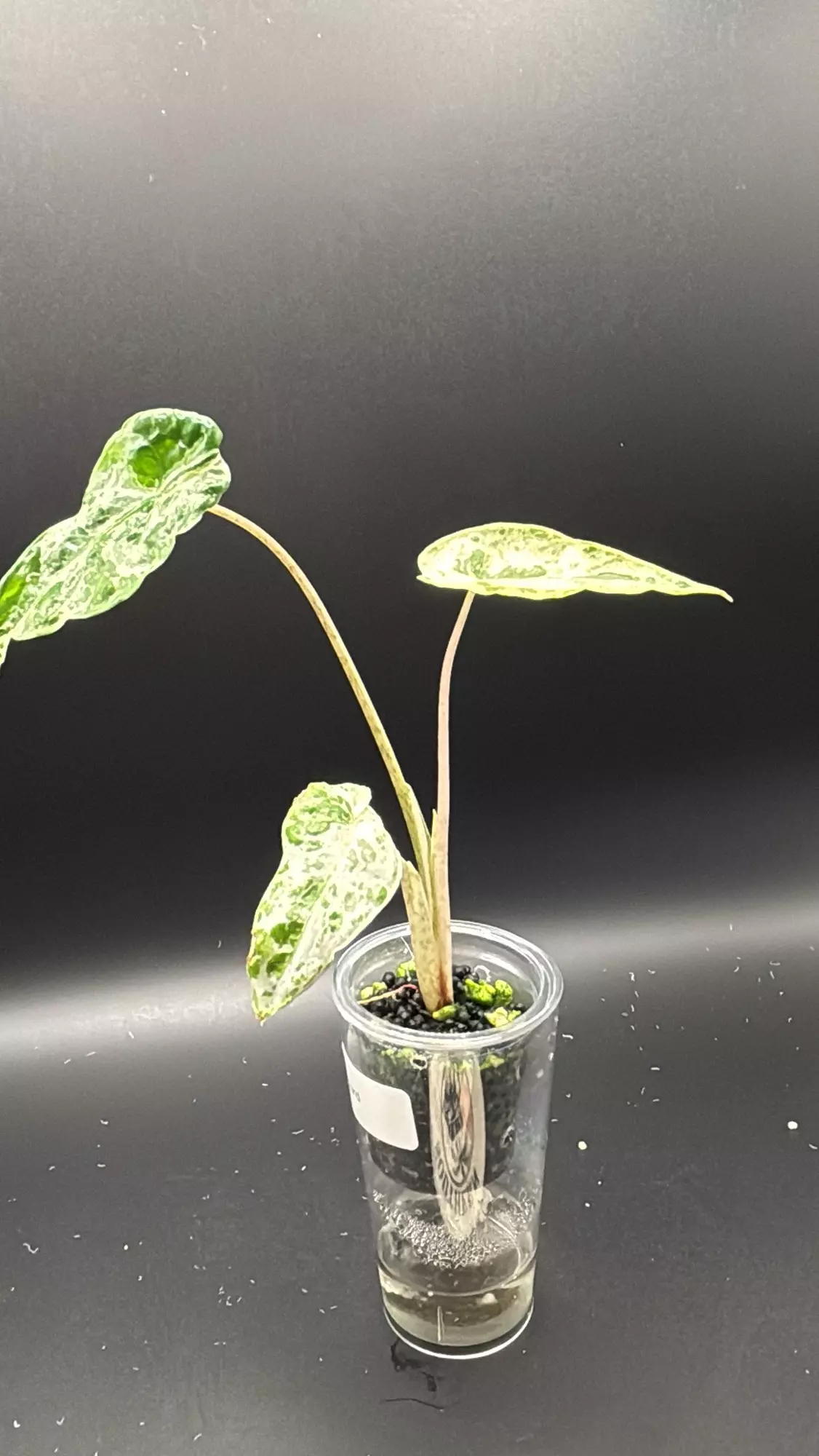 plant/Alocasia blizzard -0