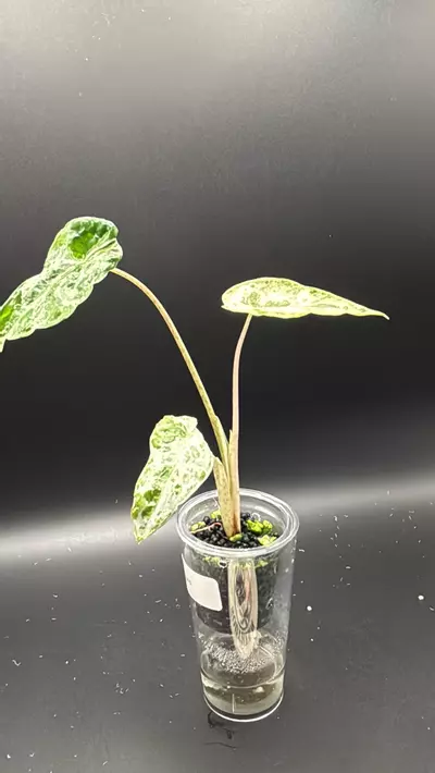 plant/Alocasia blizzard -0-thumbnail