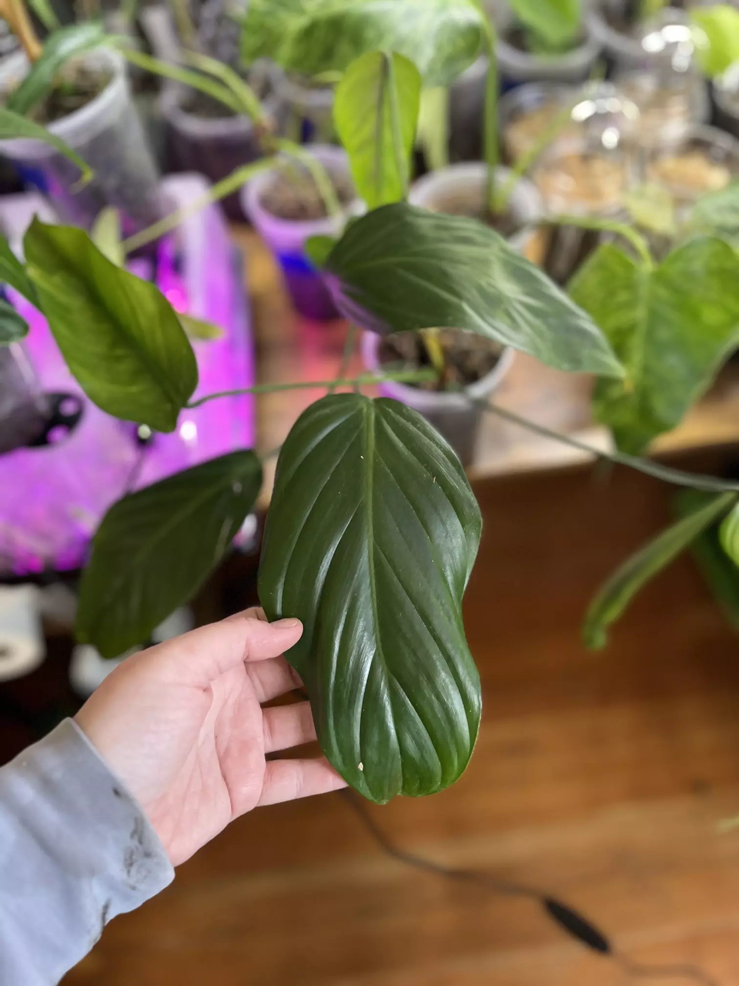 plant/Philodendron Asplundii-1