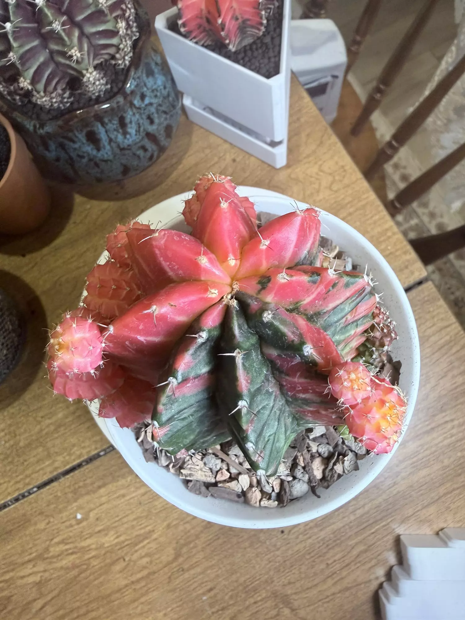 plant/Gorgeous Barbie Pink Gymno Momma-2