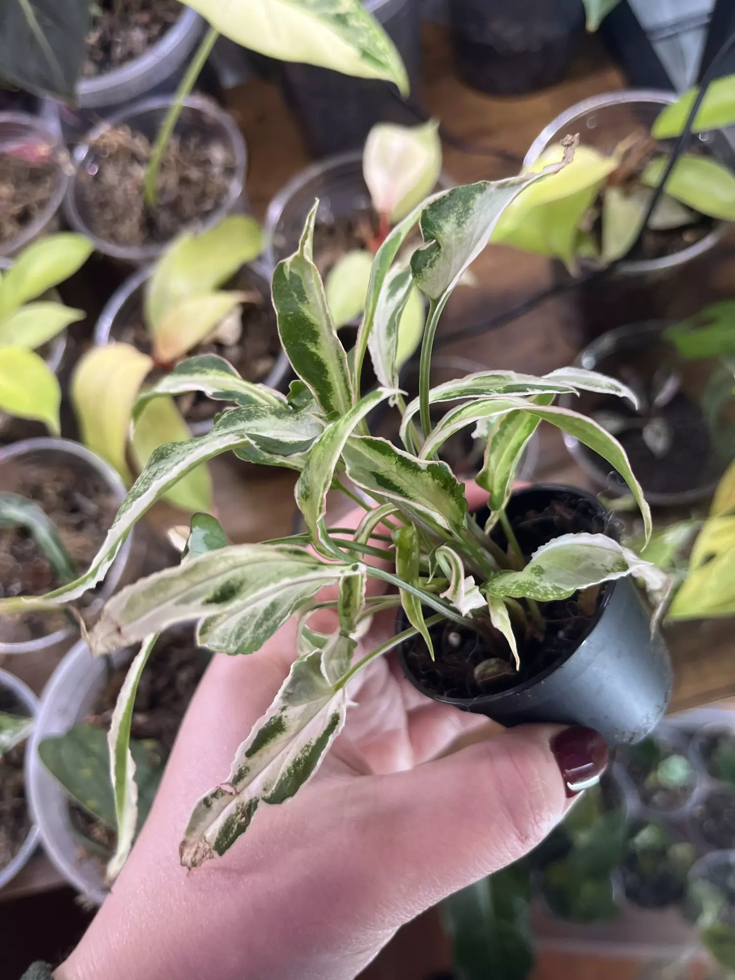 plant/Syngonium Starlight-1