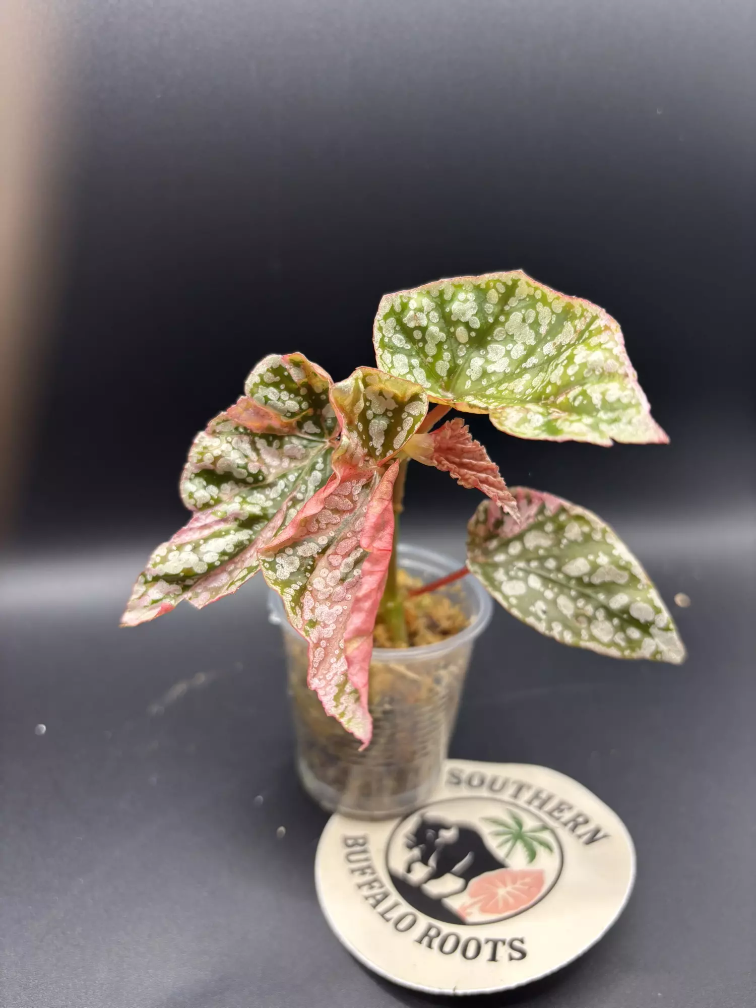 plant/Snow capped begonia var -0